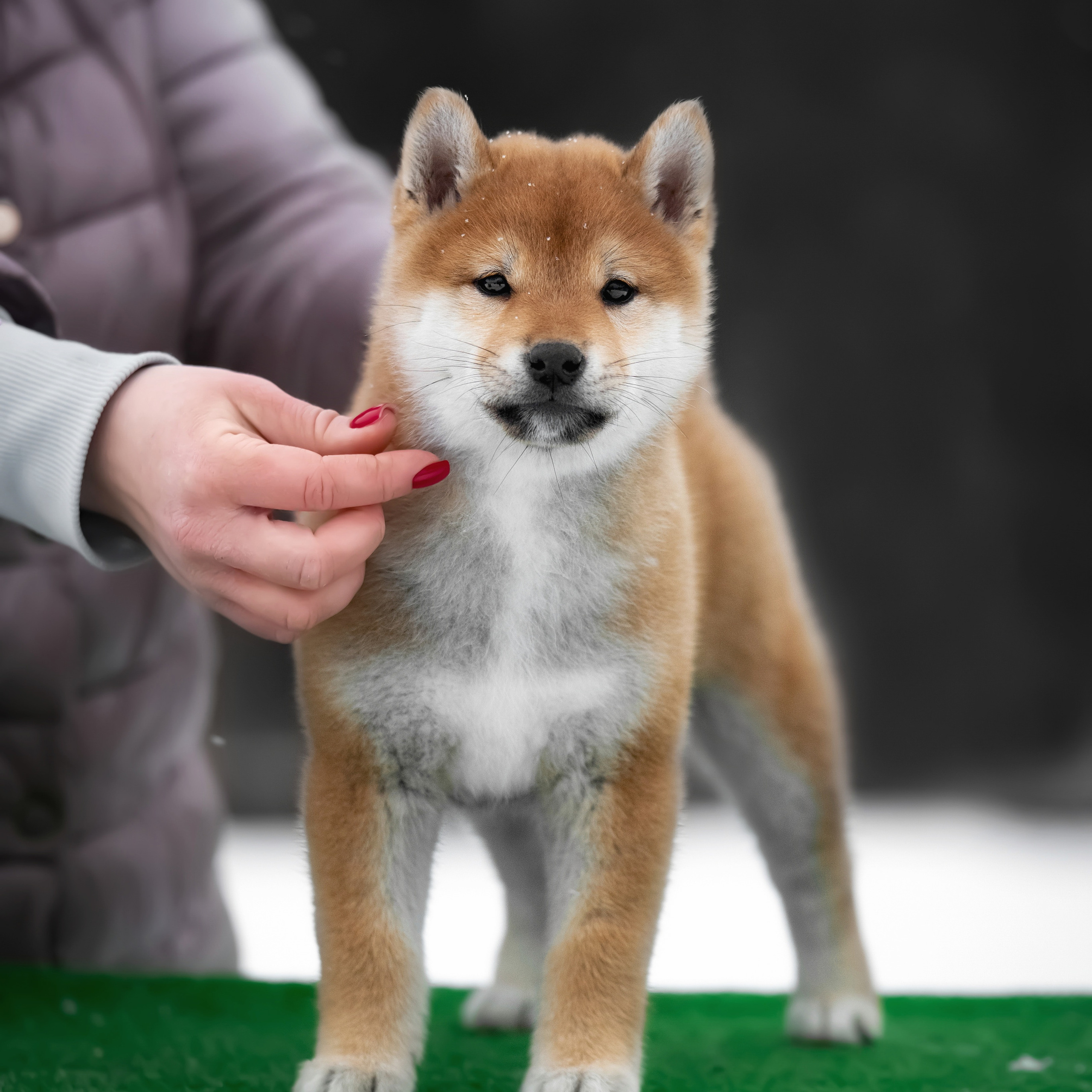 ПОМЕТ M-2022. SHIOMARU Питомник сиба и акита-ину