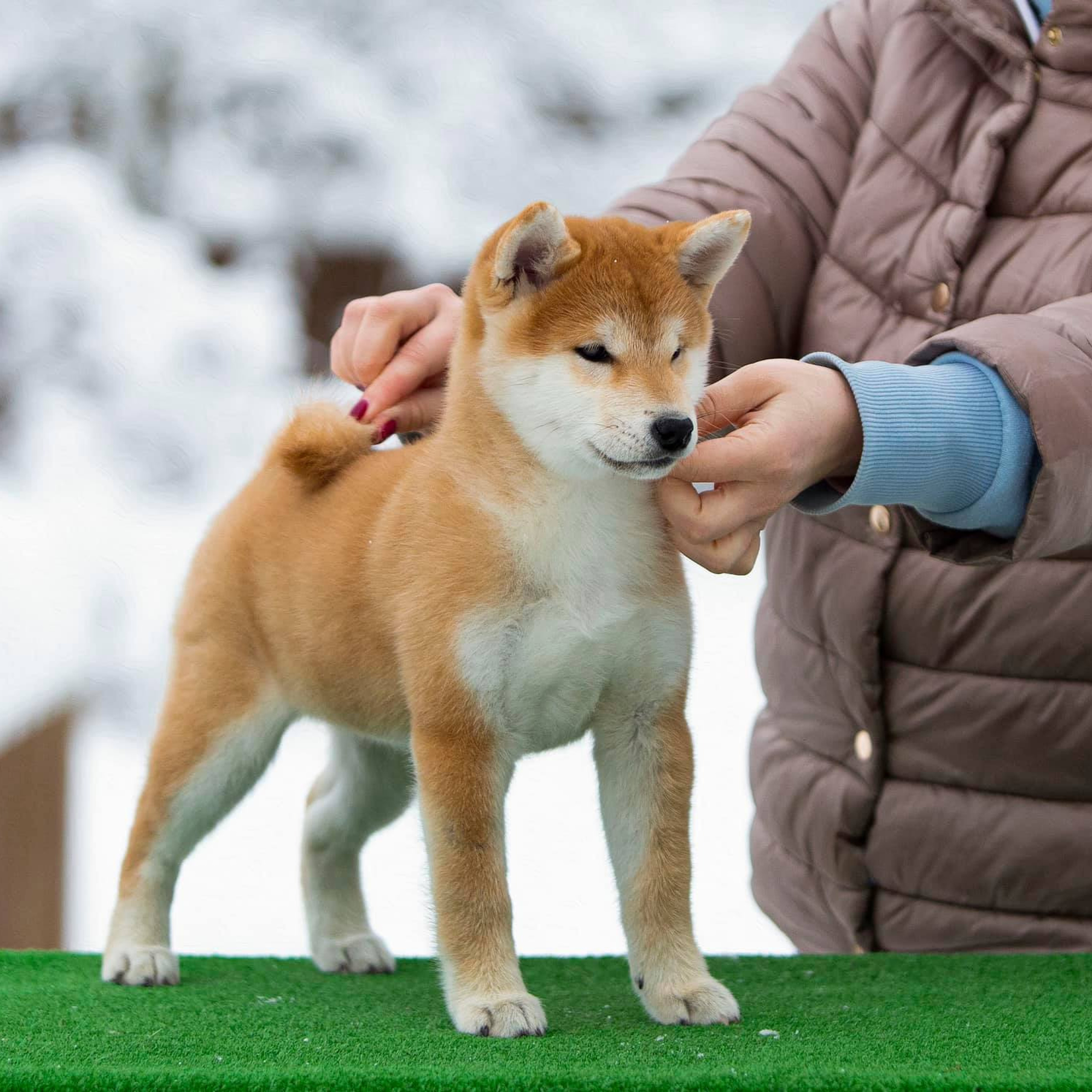 ПОМЕТ С. SHIOMARU Питомник сиба и акита-ину
