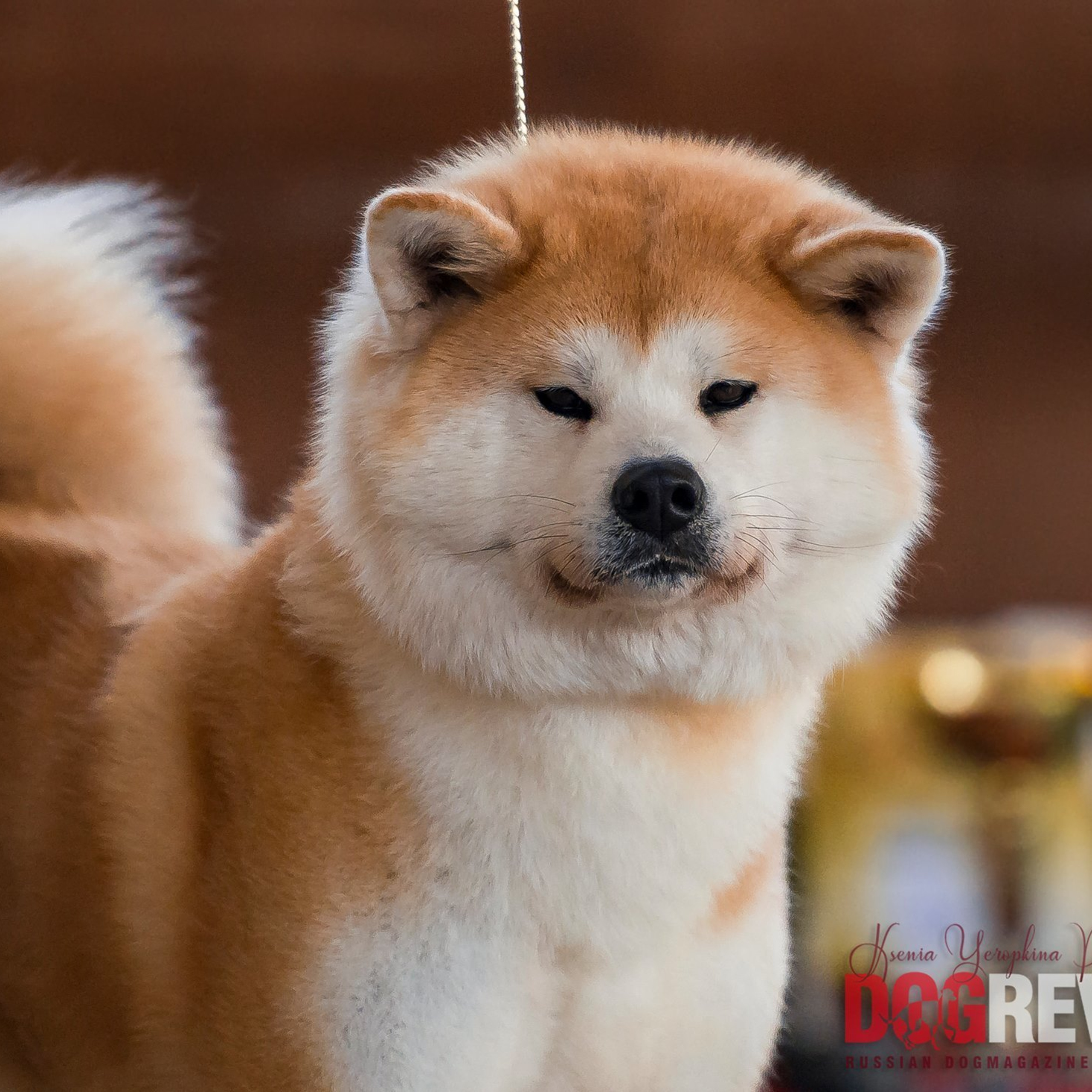 Dog show 2017. SHIOMARU Питомник сиба и акита-ину
