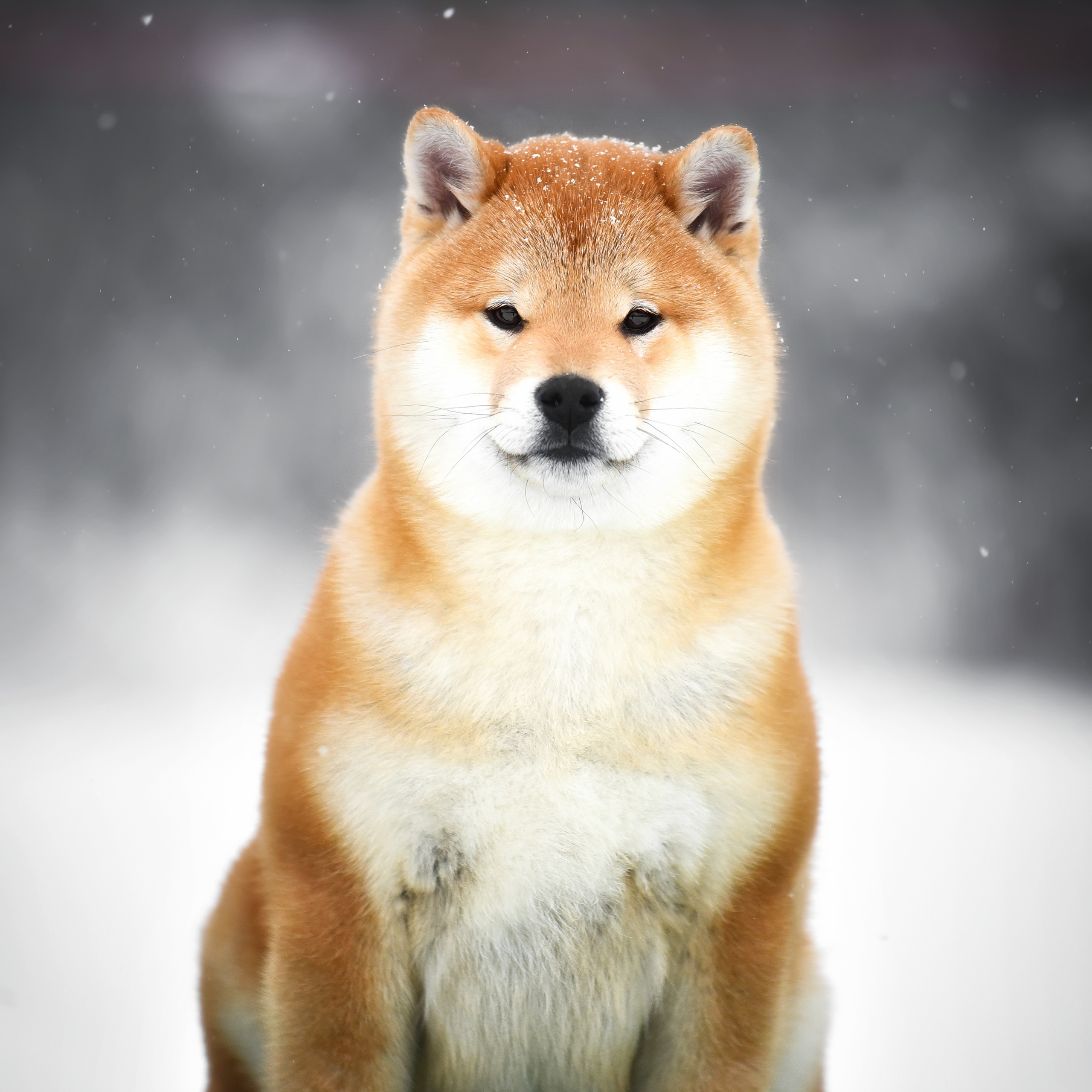 ПОМЕТ M-2022. SHIOMARU Питомник сиба и акита-ину