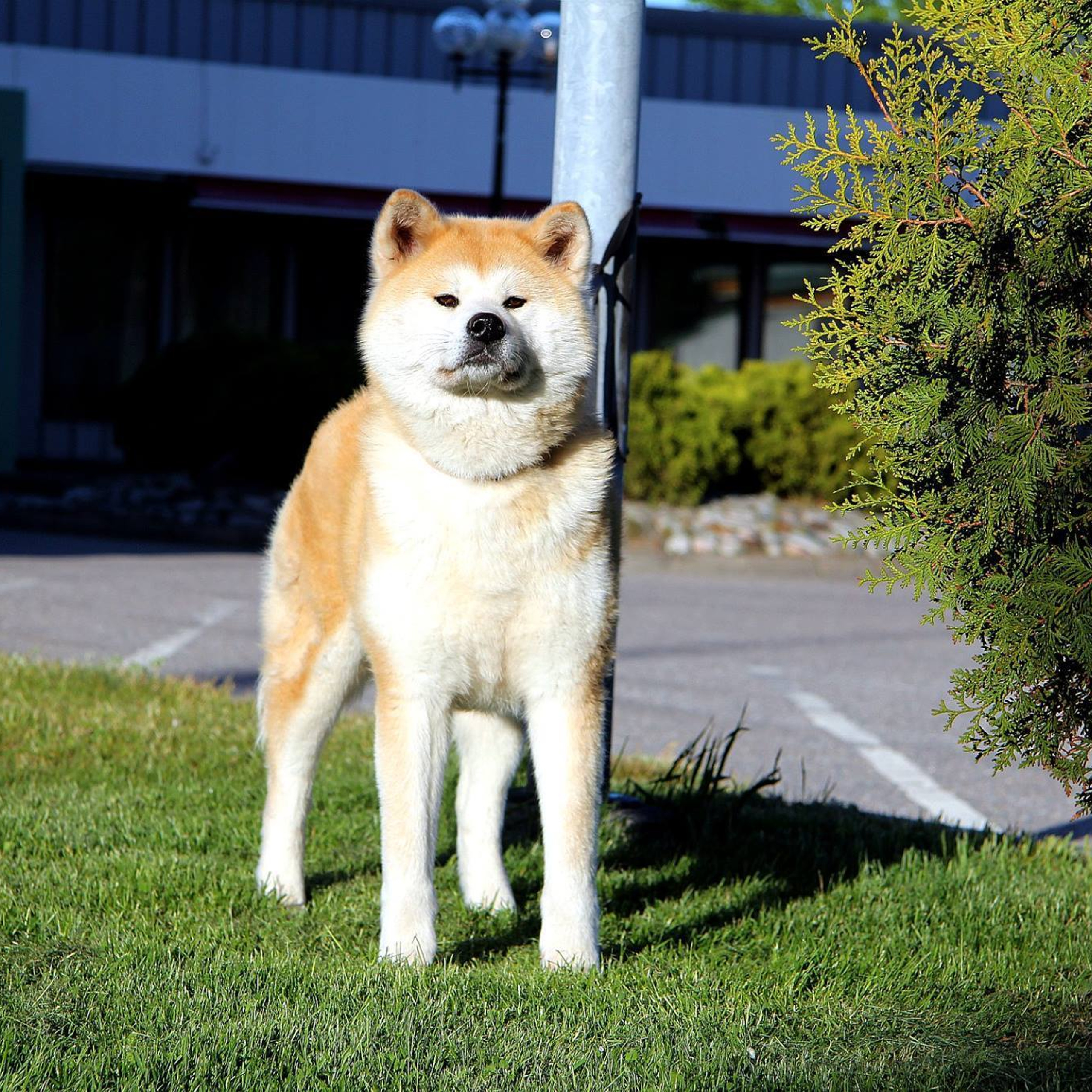 Dog show 2017. SHIOMARU Питомник сиба и акита-ину