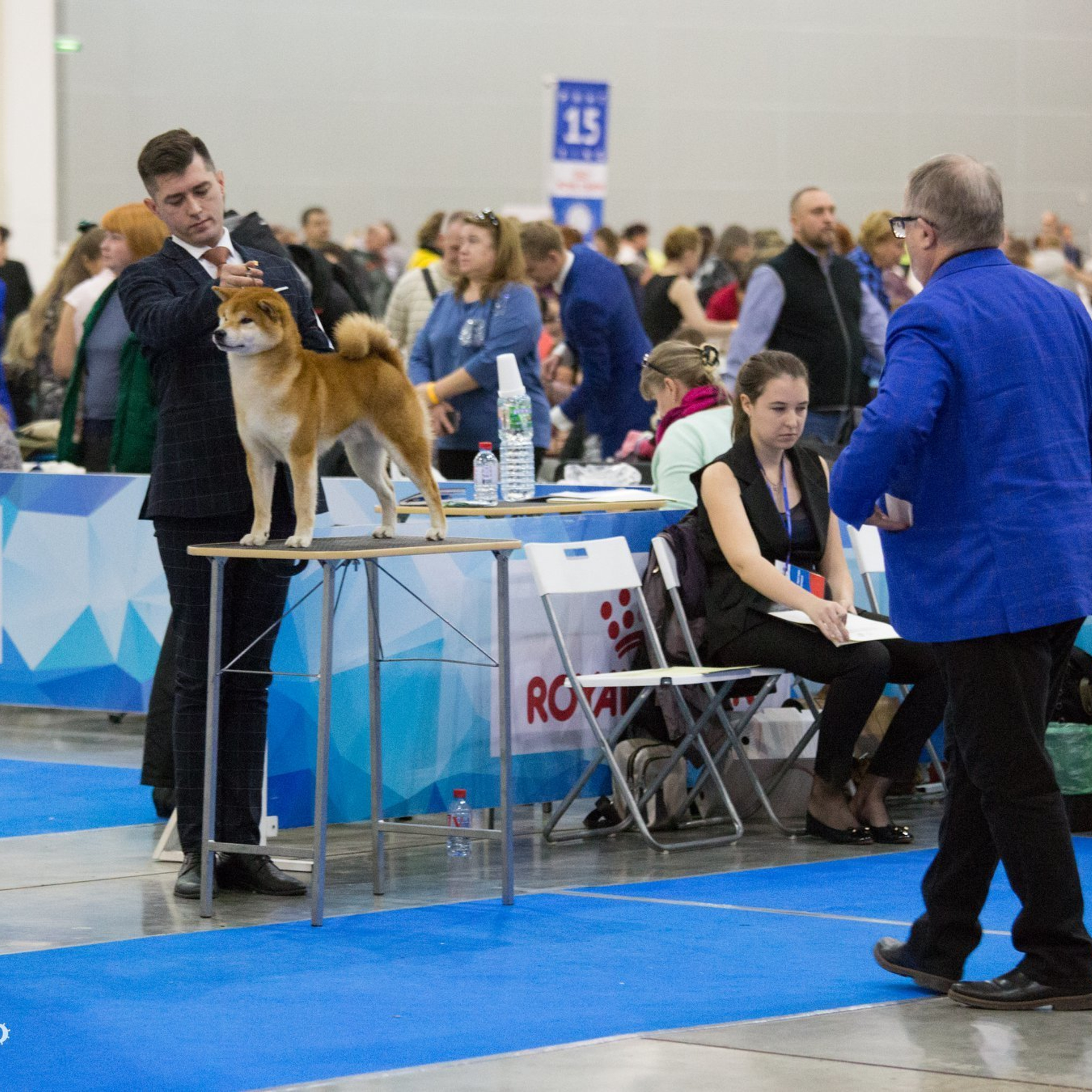 Dog show 2018. SHIOMARU Питомник сиба и акита-ину