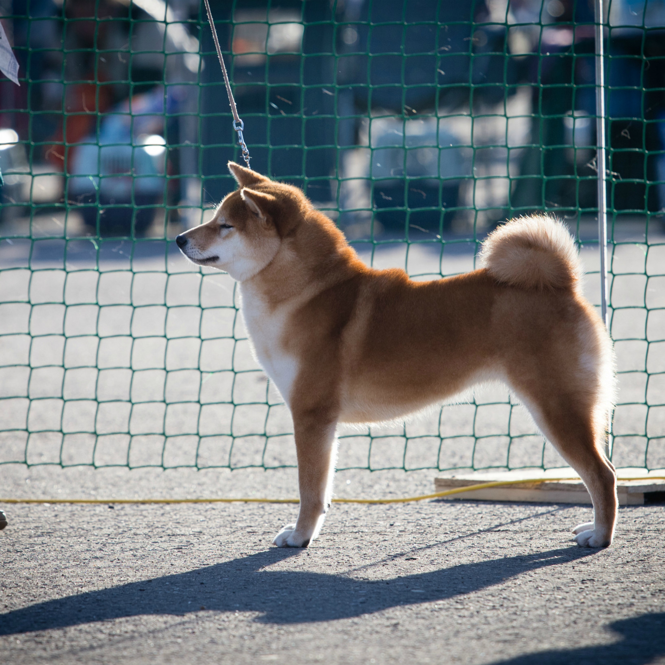 Dog show 2017. SHIOMARU Питомник сиба и акита-ину
