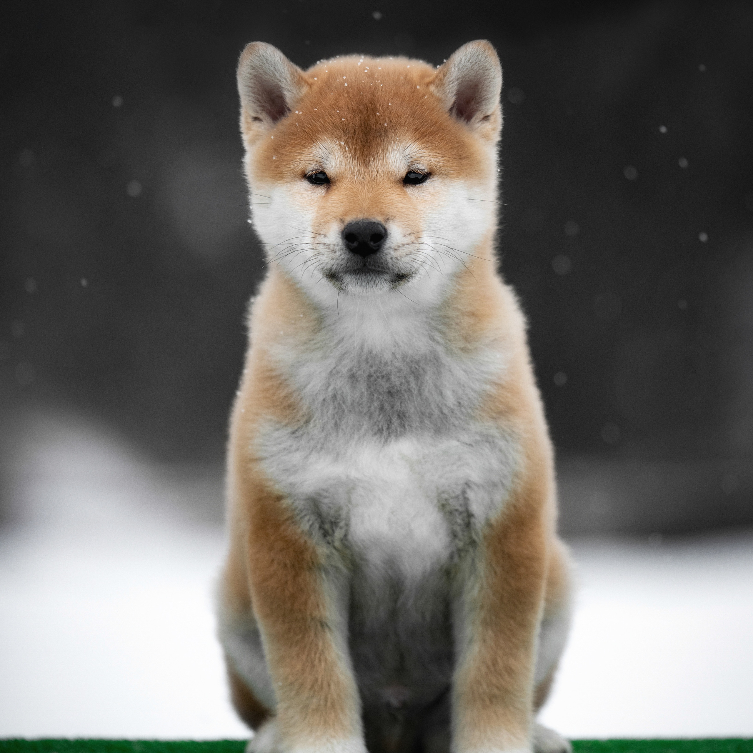 ПОМЕТ M-2022. SHIOMARU Питомник сиба и акита-ину