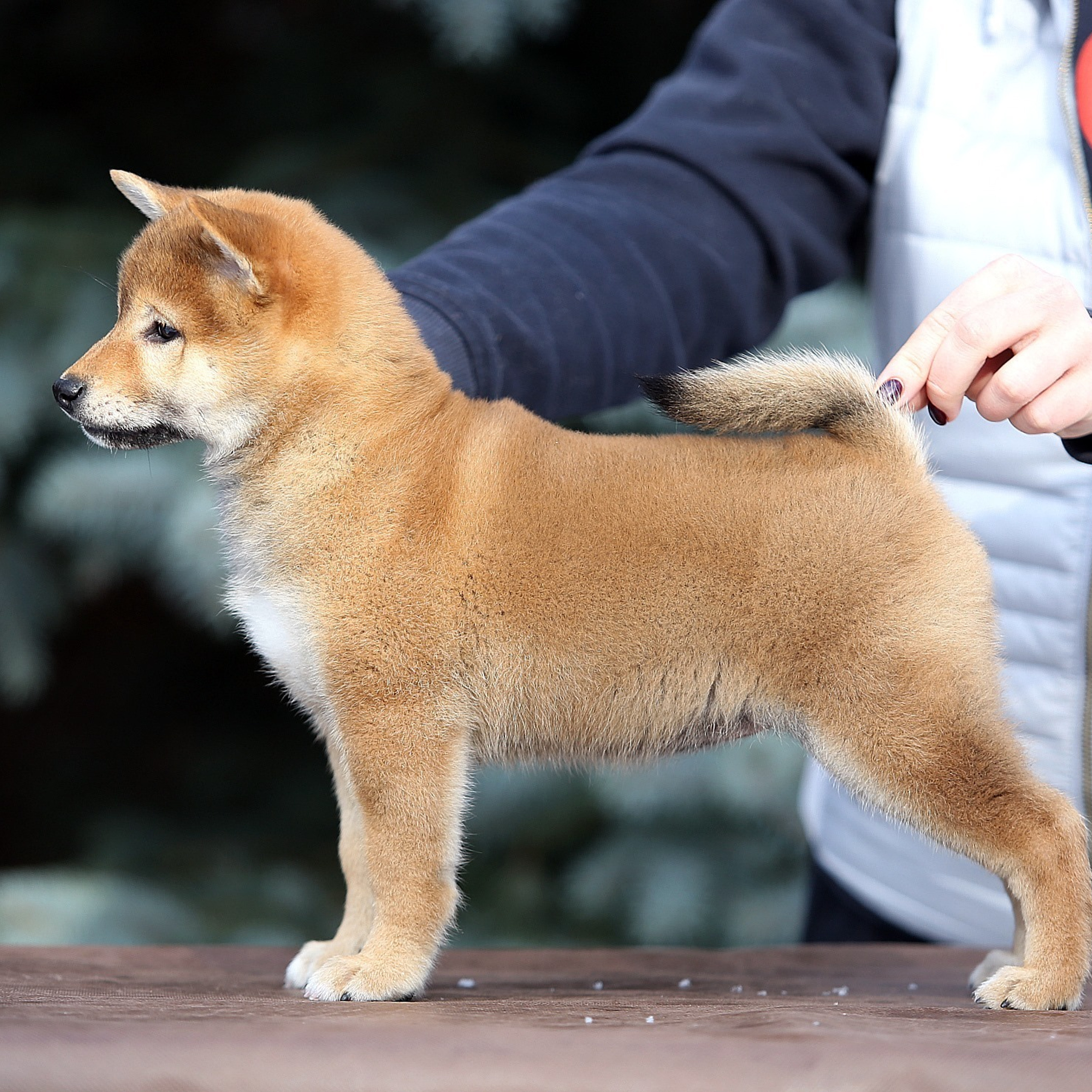 Помет S. SHIOMARU Питомник сиба и акита-ину
