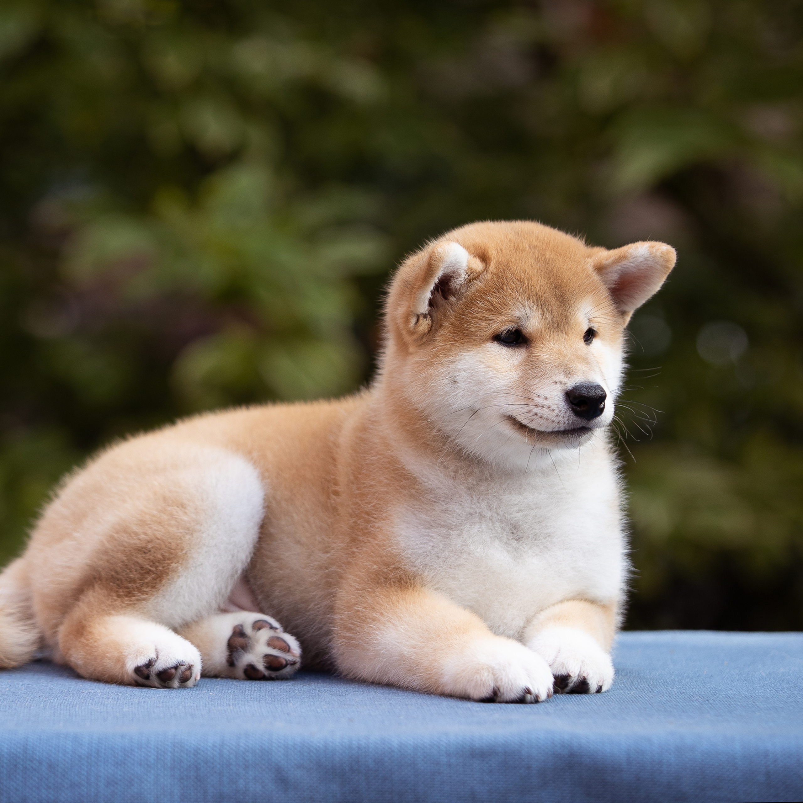 Litter W. SHIOMARU Shiba and Akita Inu Kennel