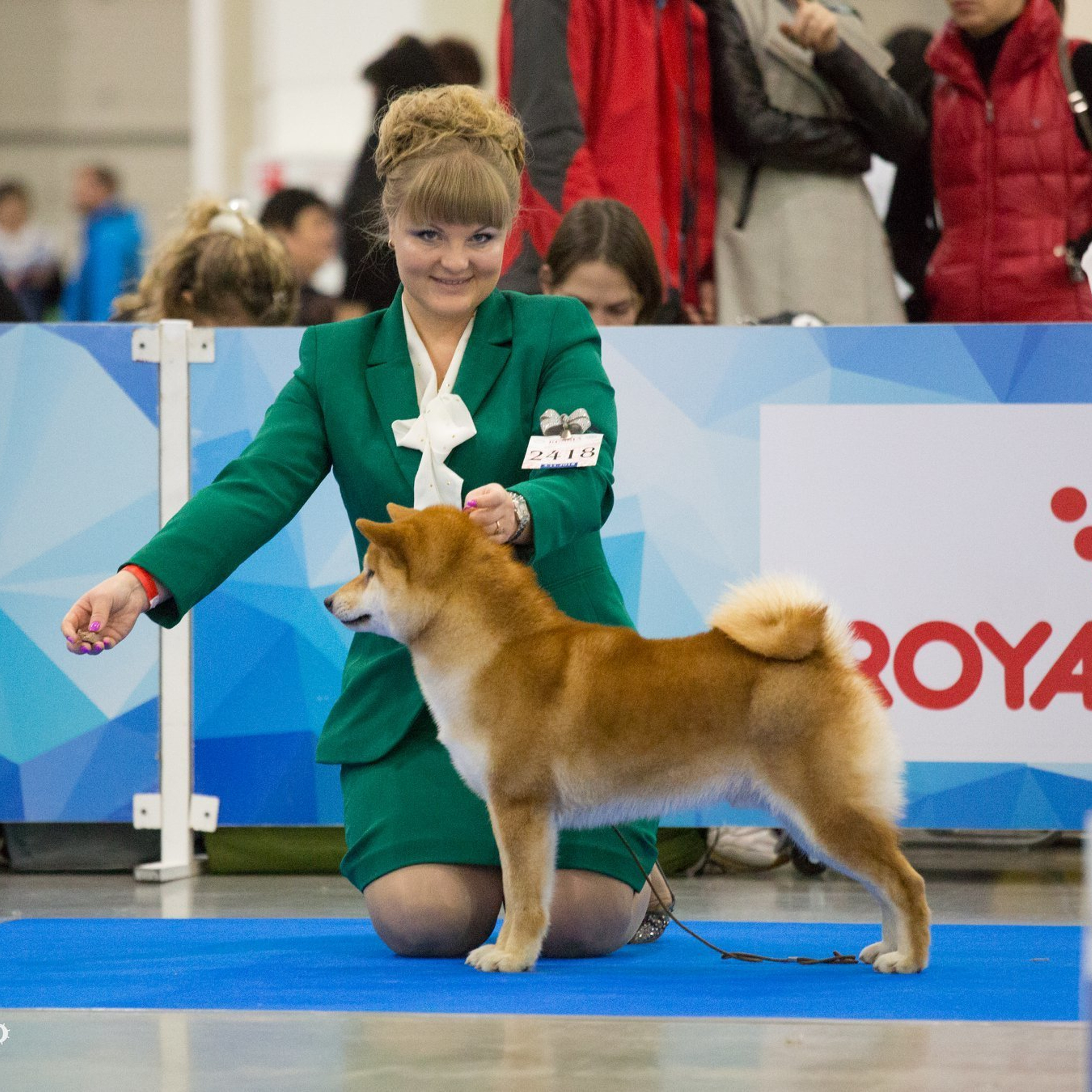 Выпускники питомника. SHIOMARU Питомник сиба и акита-ину