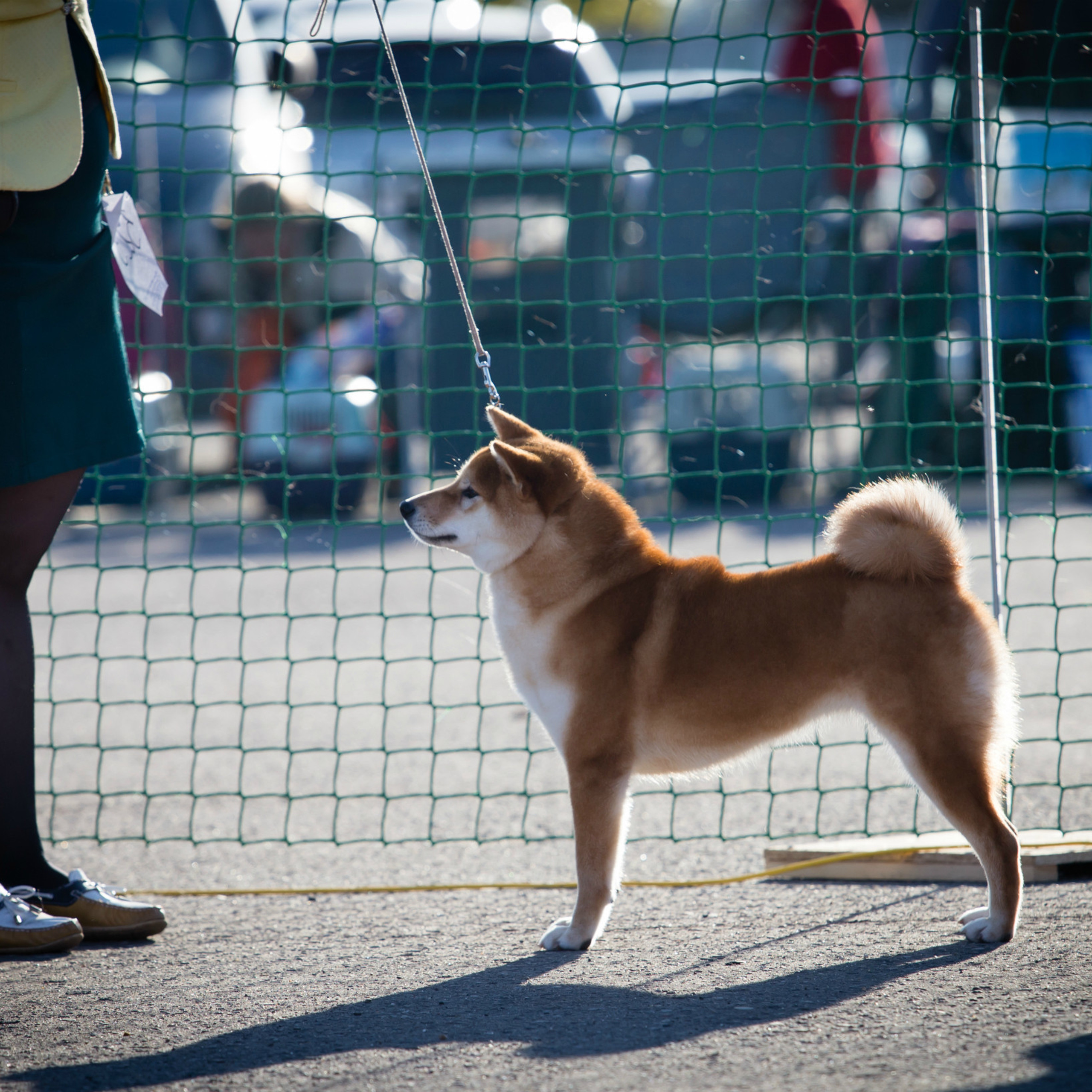 Dog show 2017. SHIOMARU Питомник сиба и акита-ину