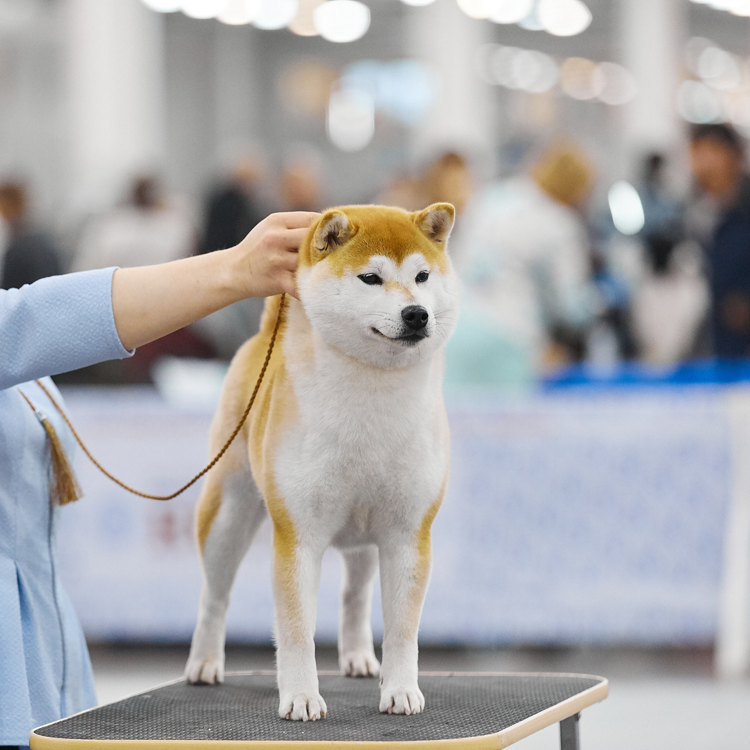LYURUA DYURING HONMEI CHOKO. SHIOMARU Питомник сиба и акита-ину