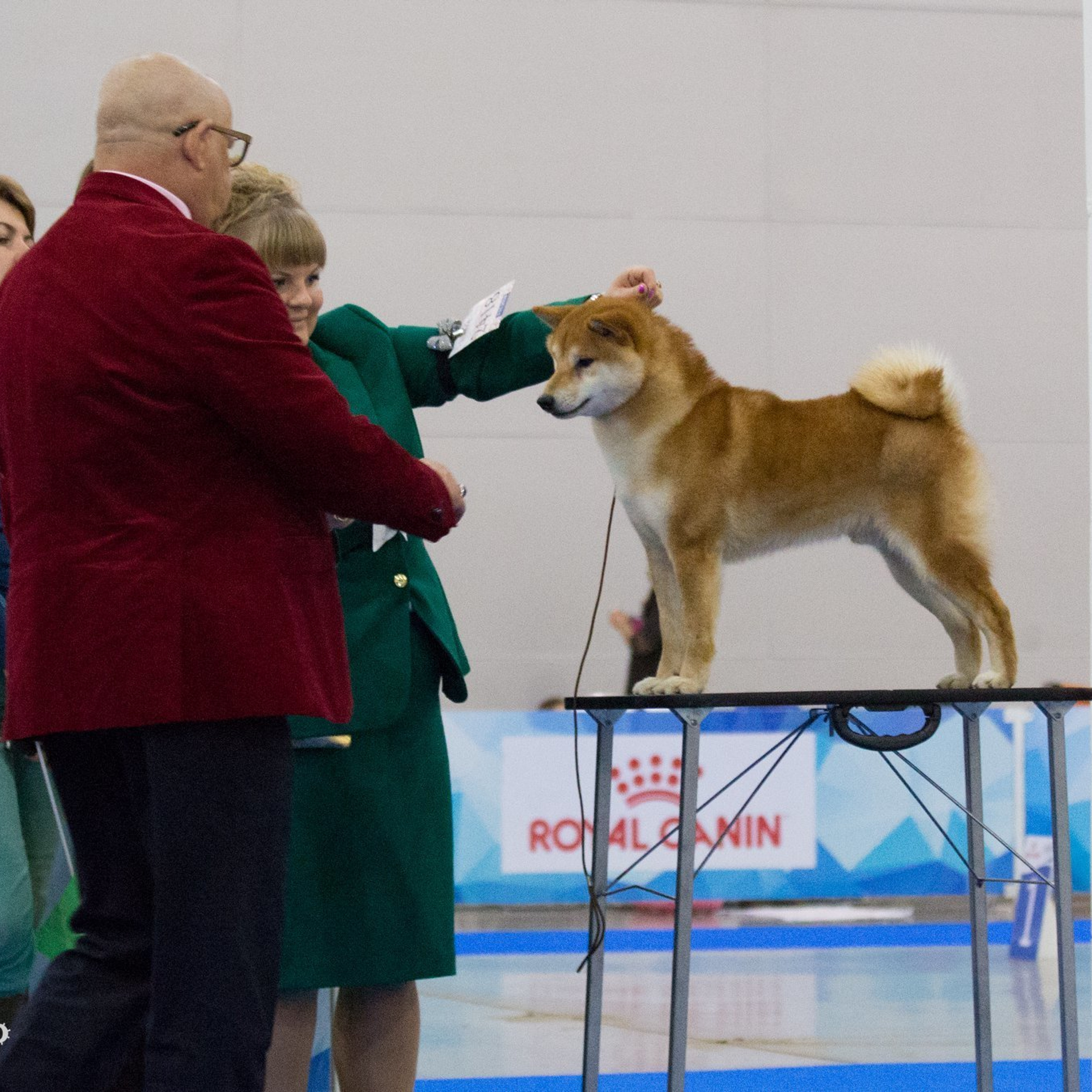 Выпускники питомника. SHIOMARU Питомник сиба и акита-ину