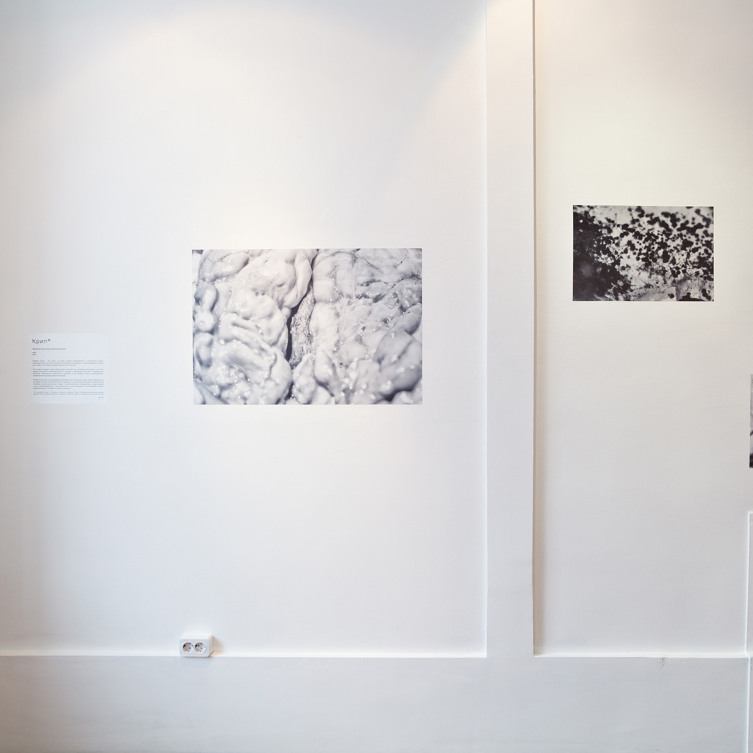 Curatorial. Alexander Nikolsky