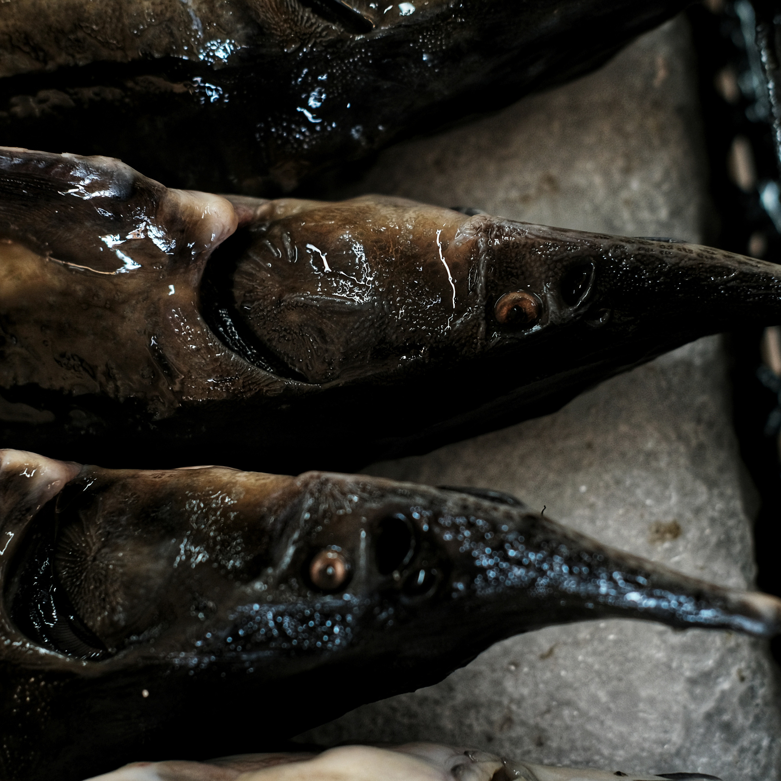 Грузия 2022. Фотограф и видеограф Анна Жагорина