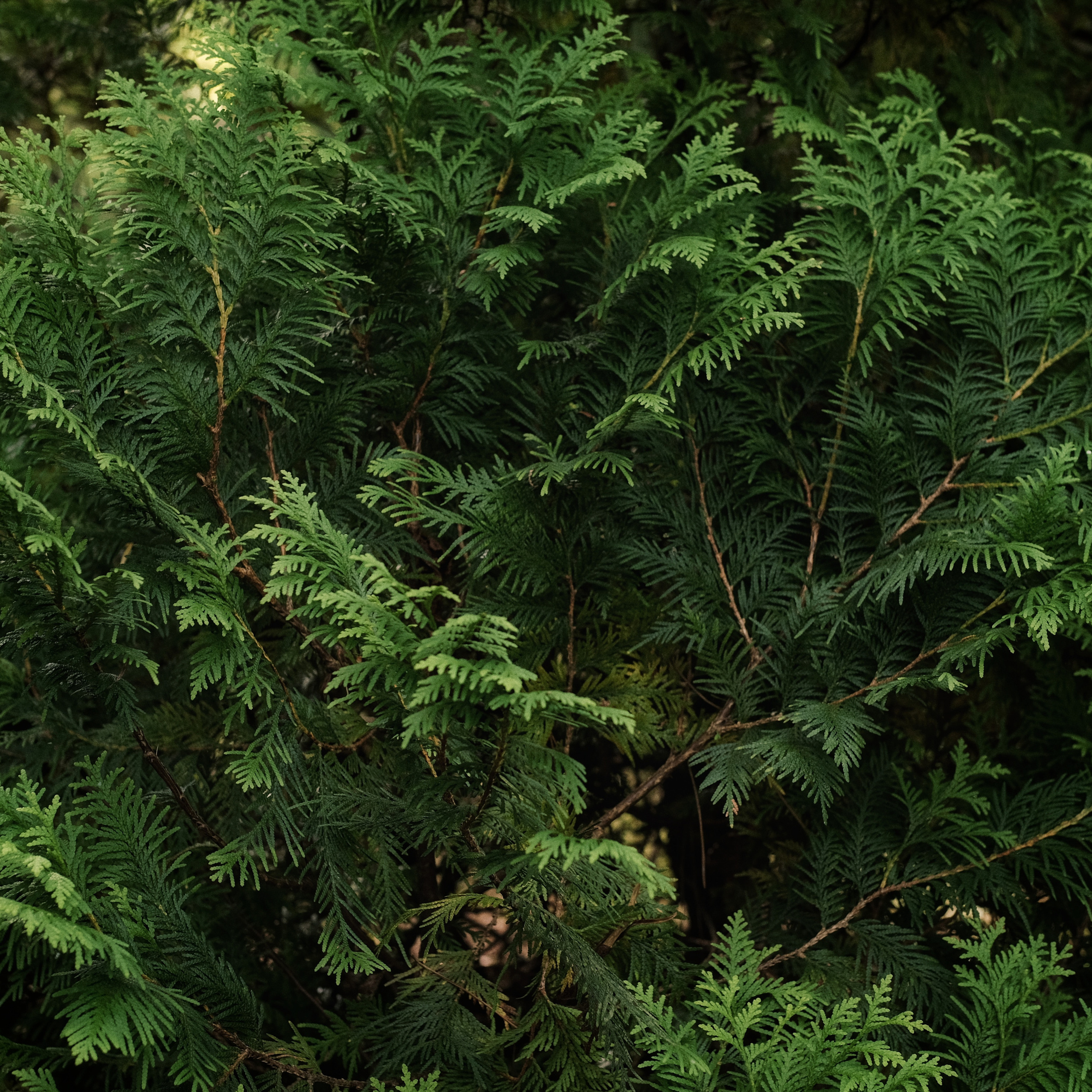 Грузия 2022. Фотограф и видеограф Анна Жагорина