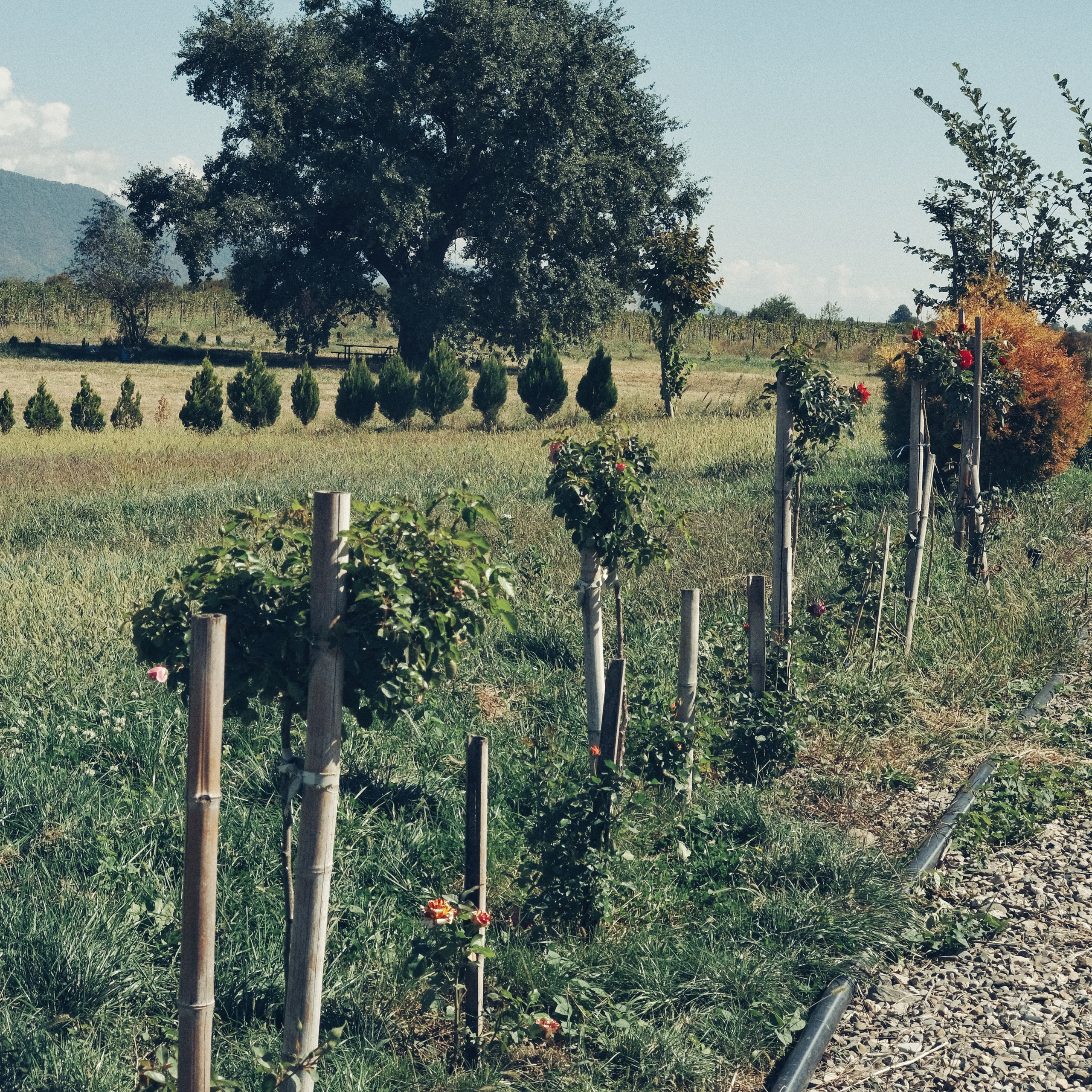 Грузия 2022. Фотограф и видеограф Анна Жагорина