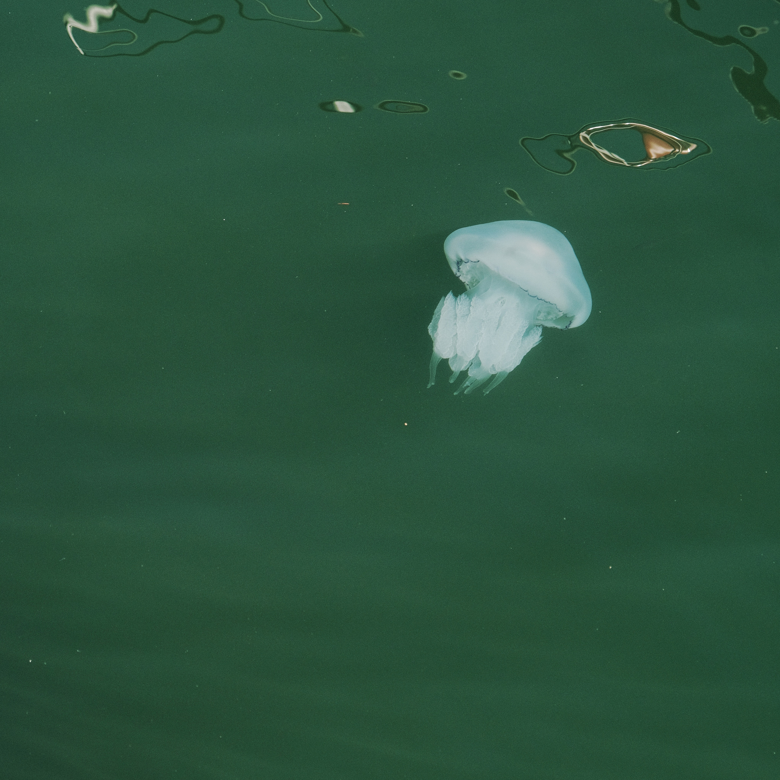 Грузия 2022. Фотограф и видеограф Анна Жагорина