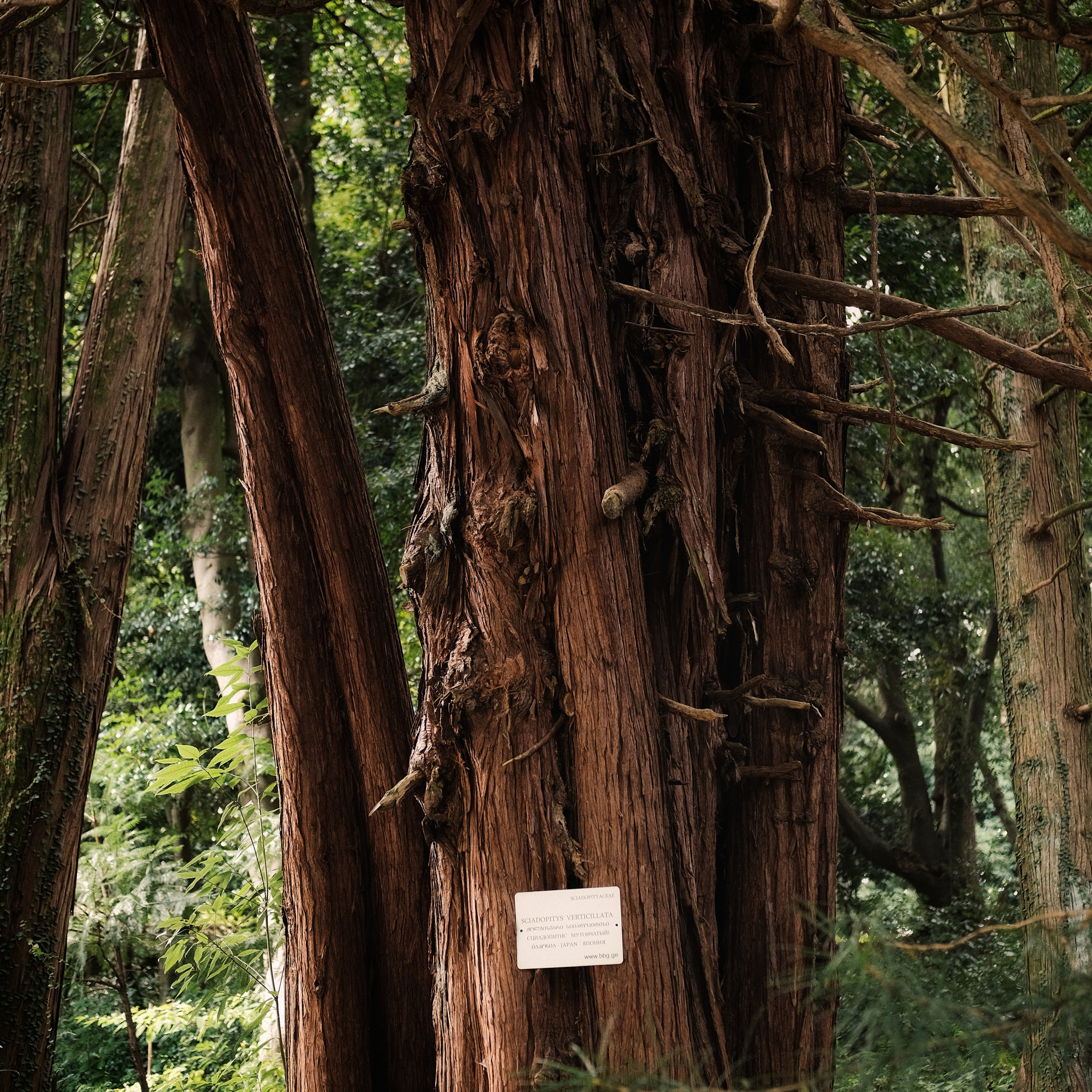 Грузия 2022. Фотограф и видеограф Анна Жагорина