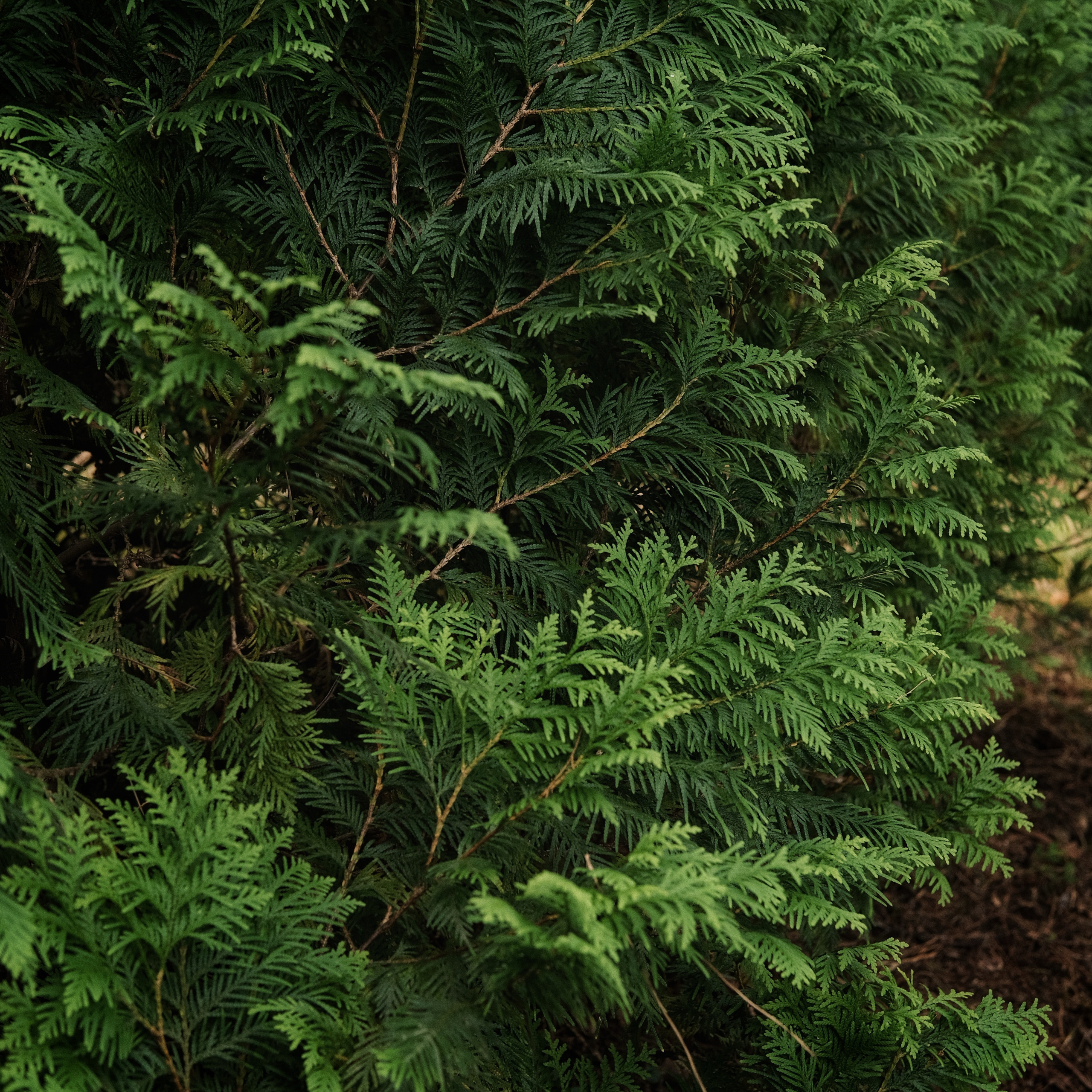 Грузия 2022. Фотограф и видеограф Анна Жагорина