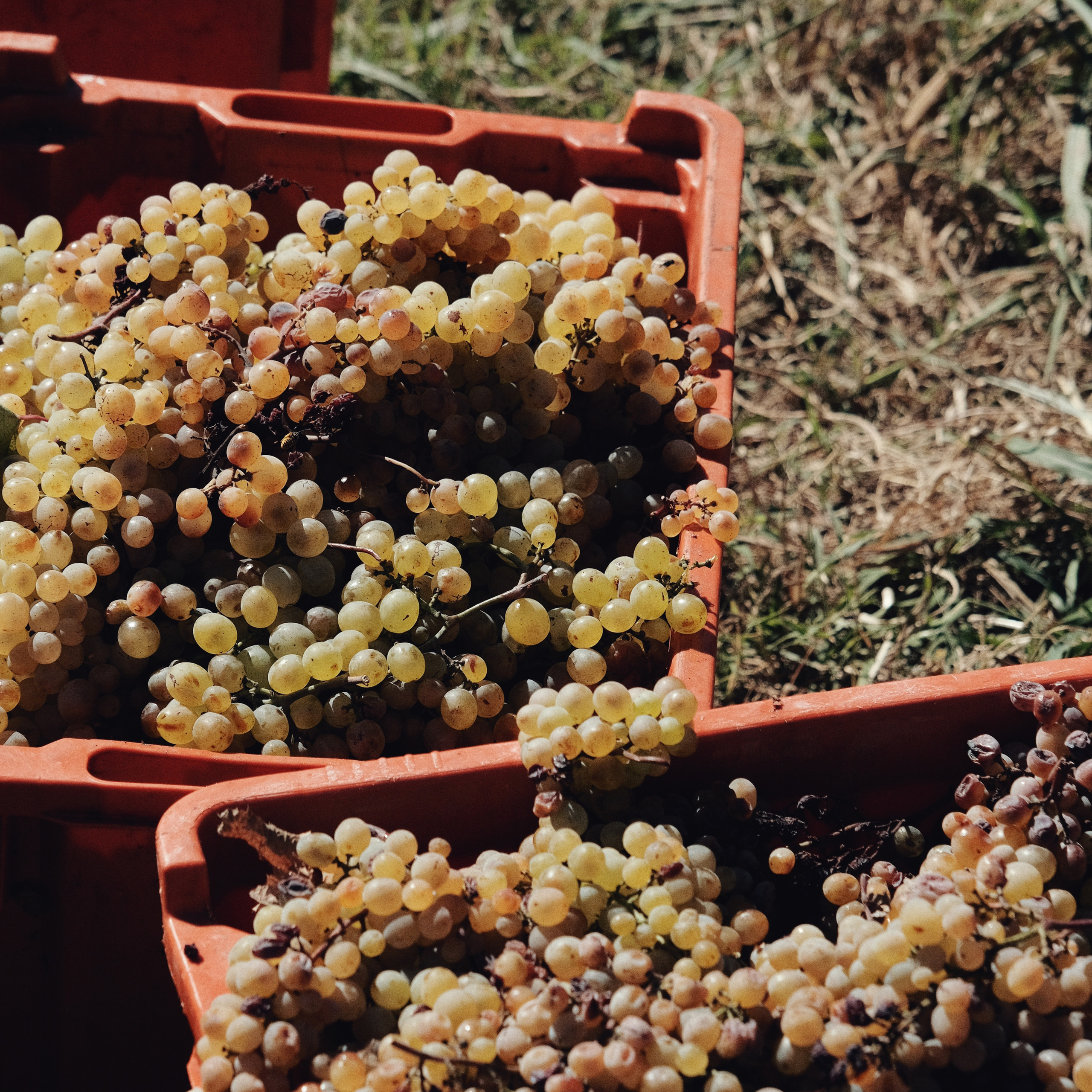 Грузия 2022. Фотограф и видеограф Анна Жагорина