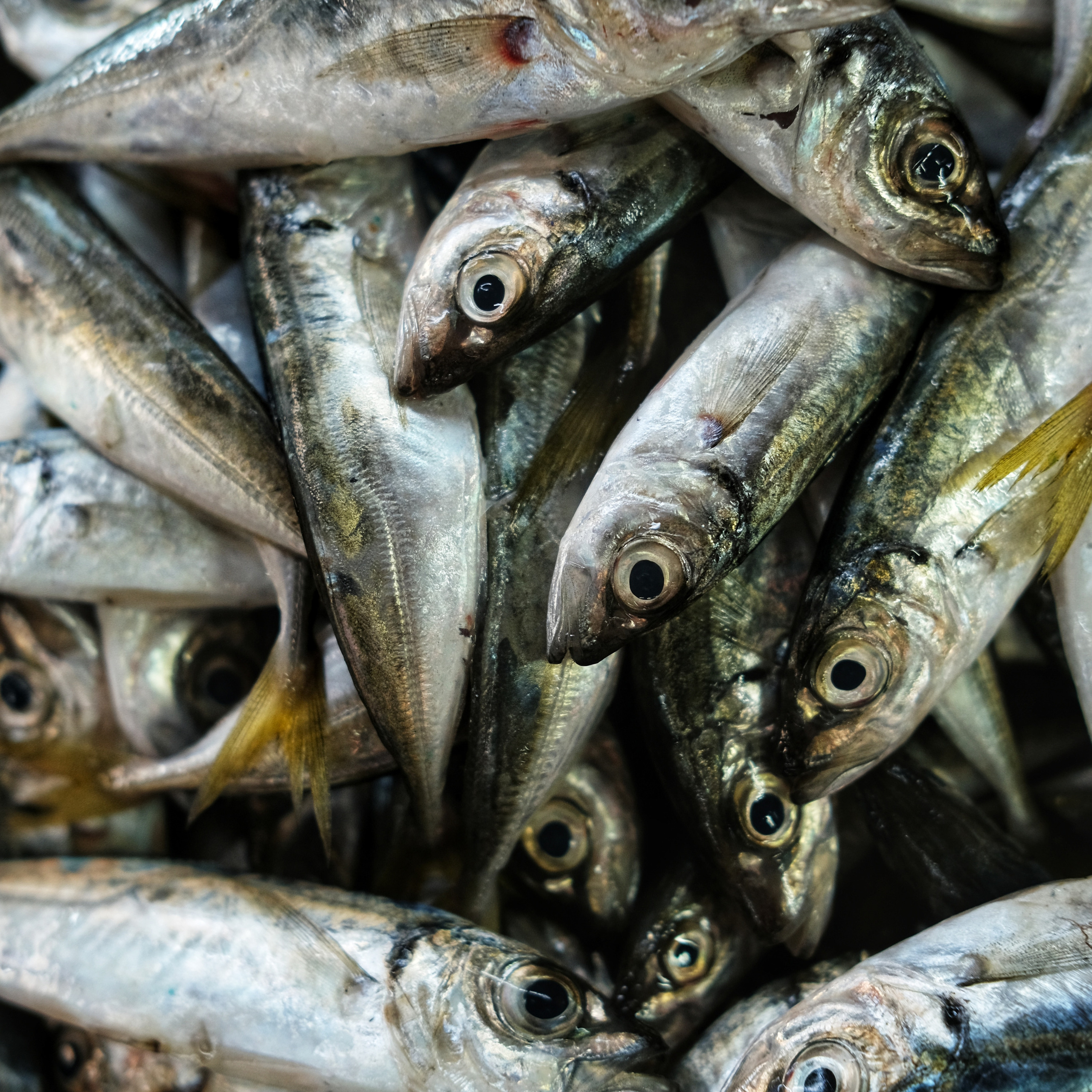 Грузия 2022. Фотограф и видеограф Анна Жагорина