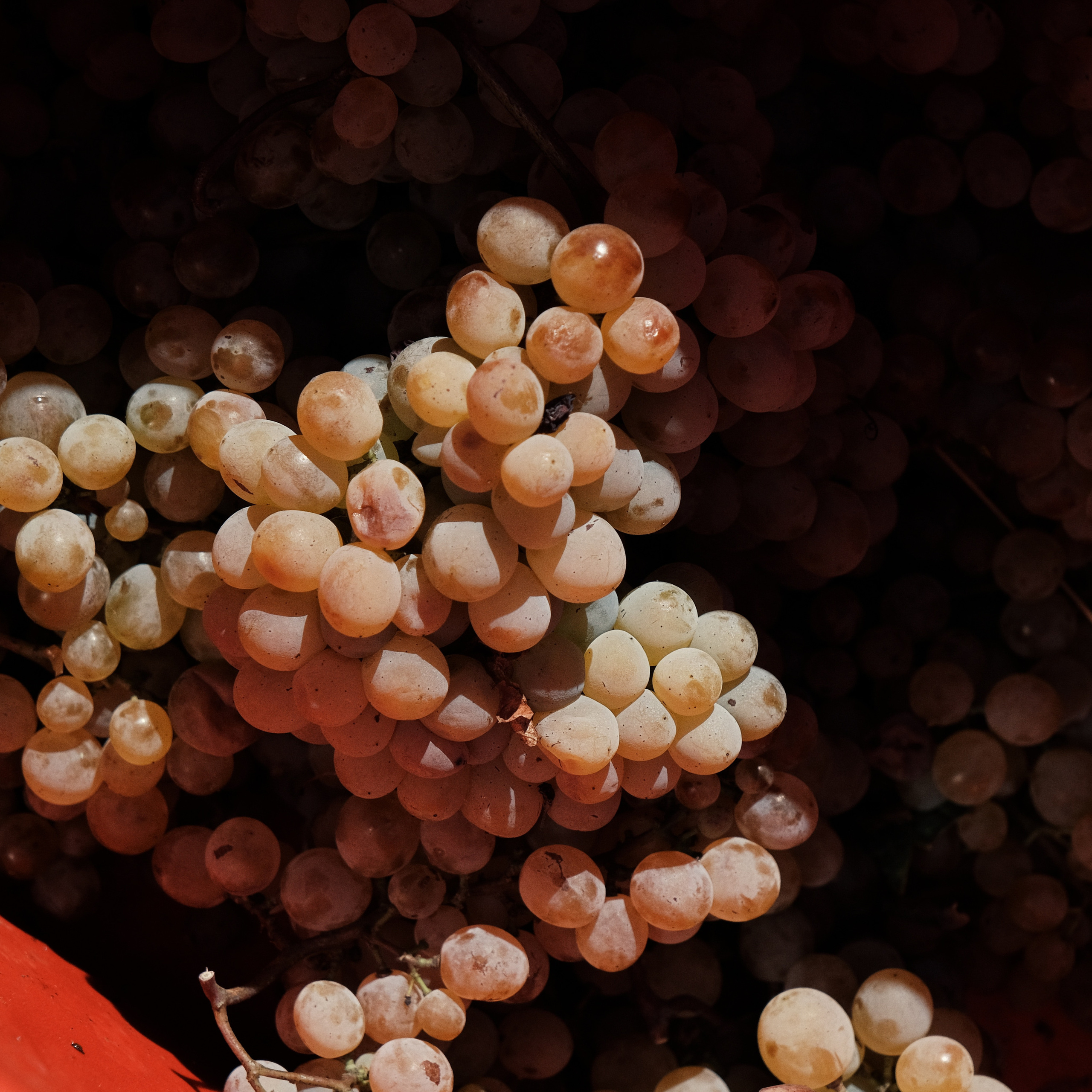 Грузия 2022. Фотограф и видеограф Анна Жагорина