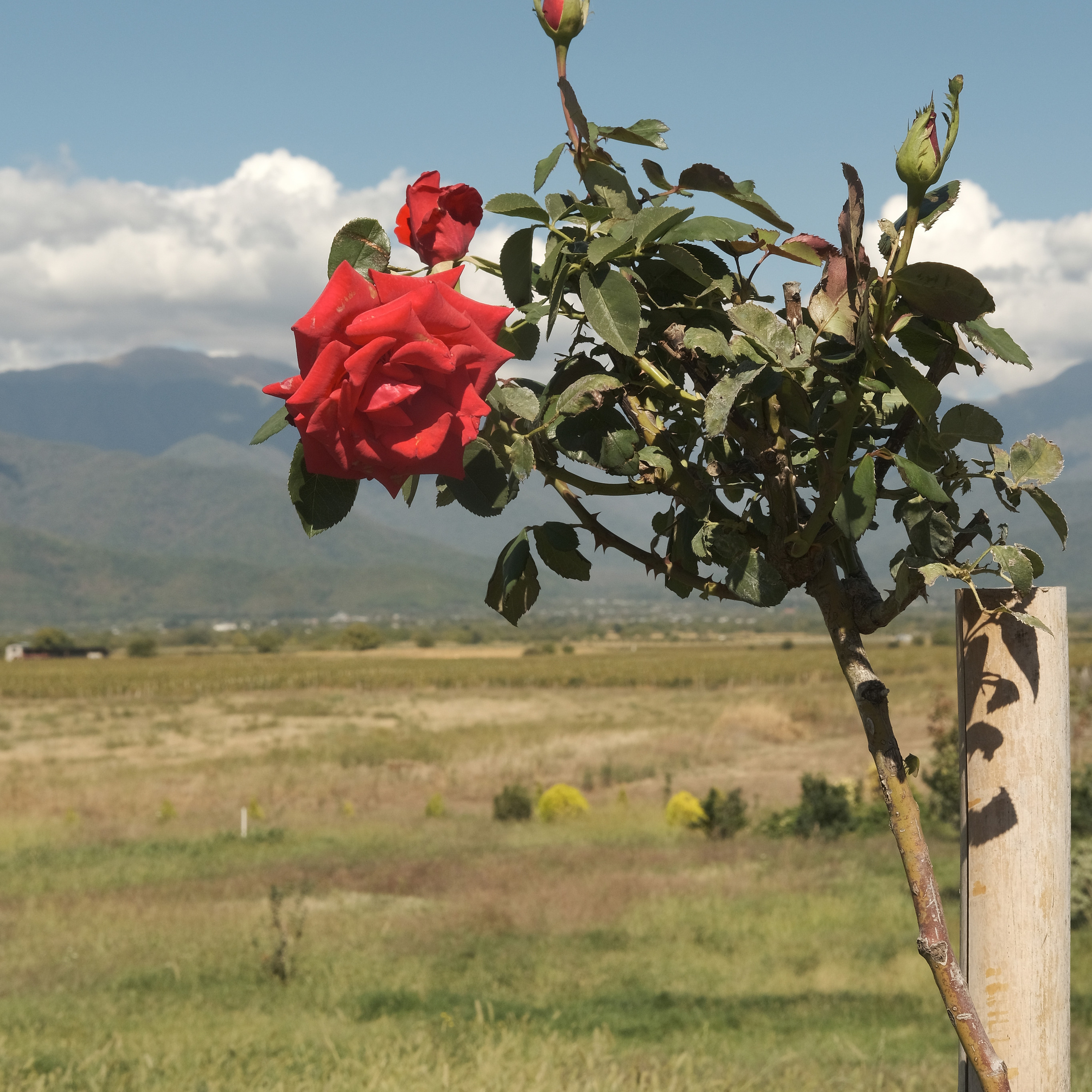 Грузия 2022. Фотограф и видеограф Анна Жагорина