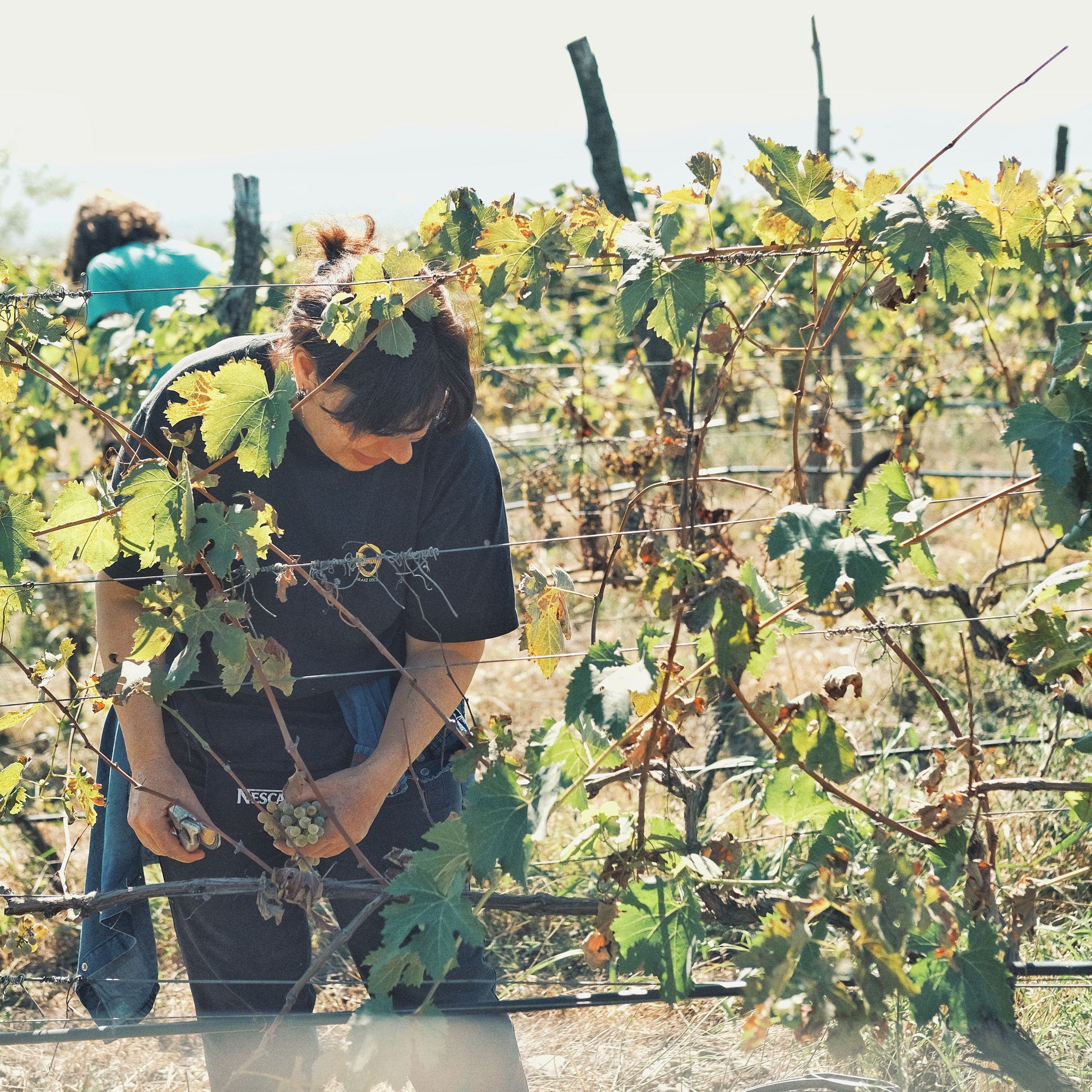 Грузия 2022. Фотограф и видеограф Анна Жагорина