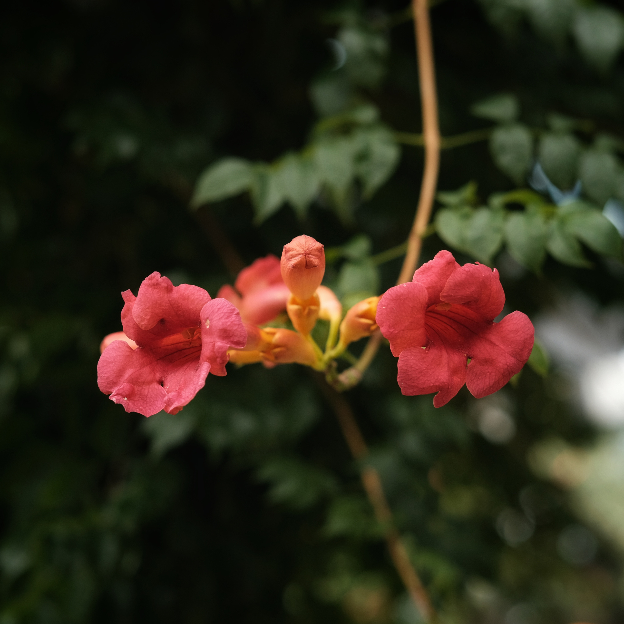 Грузия 2022. Фотограф и видеограф Анна Жагорина