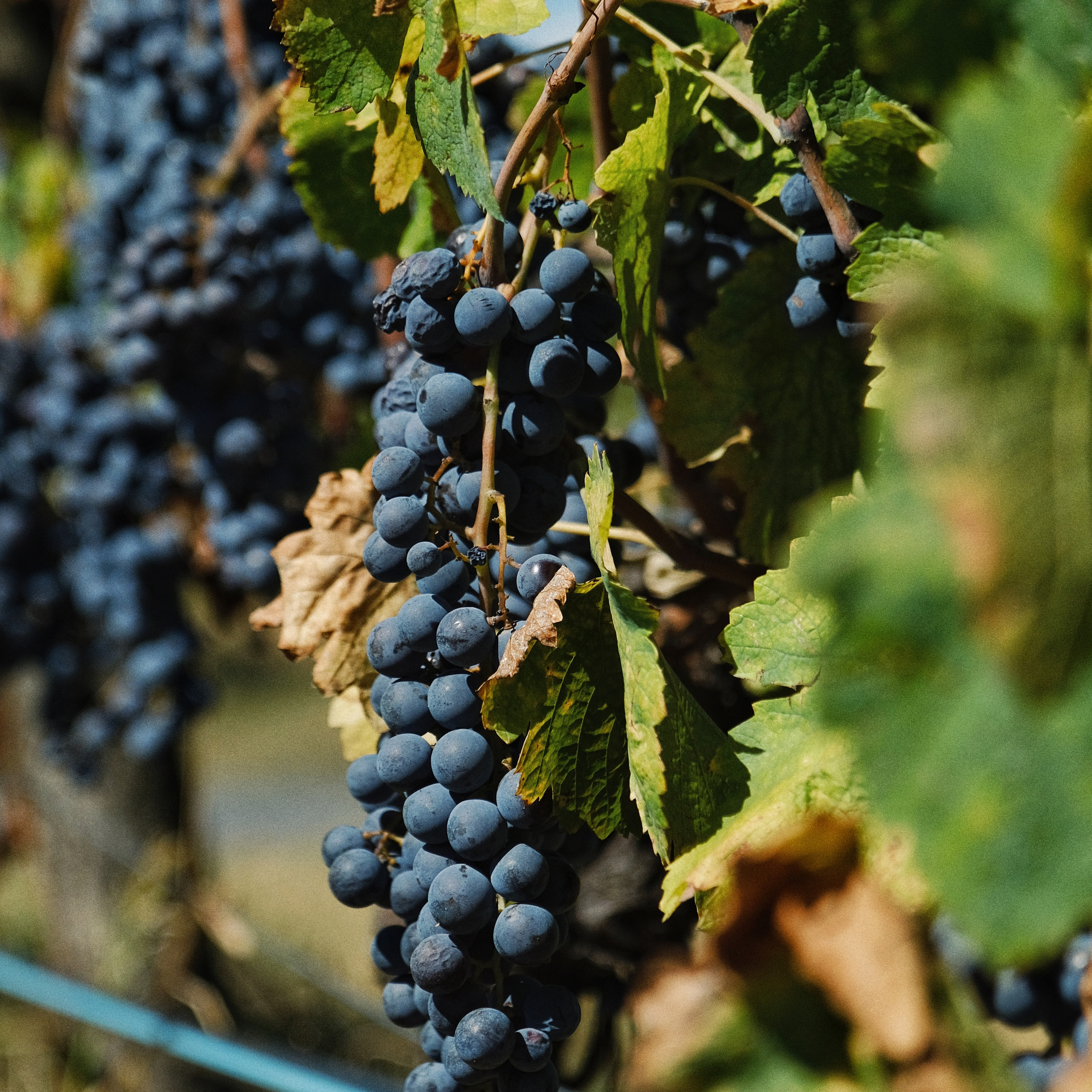 Грузия 2022. Фотограф и видеограф Анна Жагорина