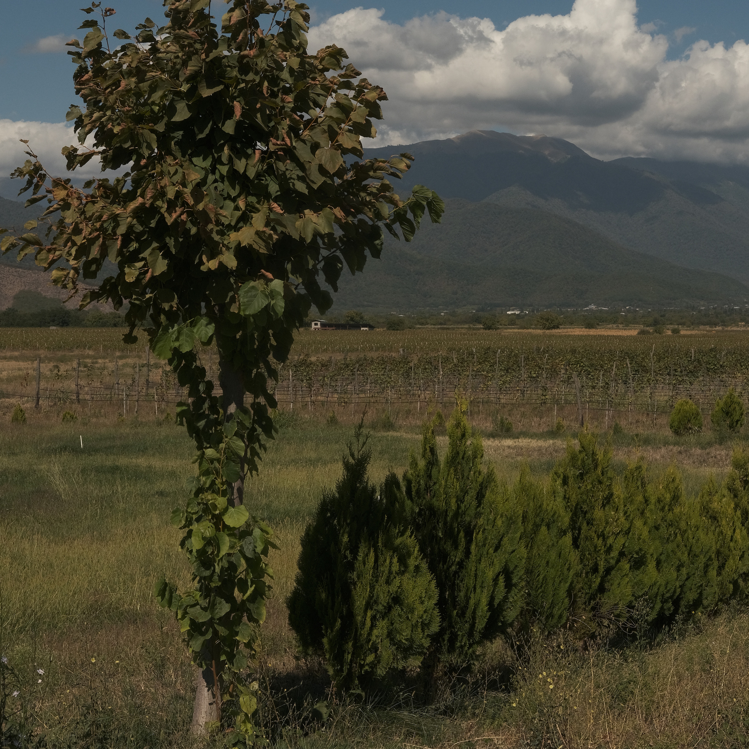 Грузия 2022. Фотограф и видеограф Анна Жагорина