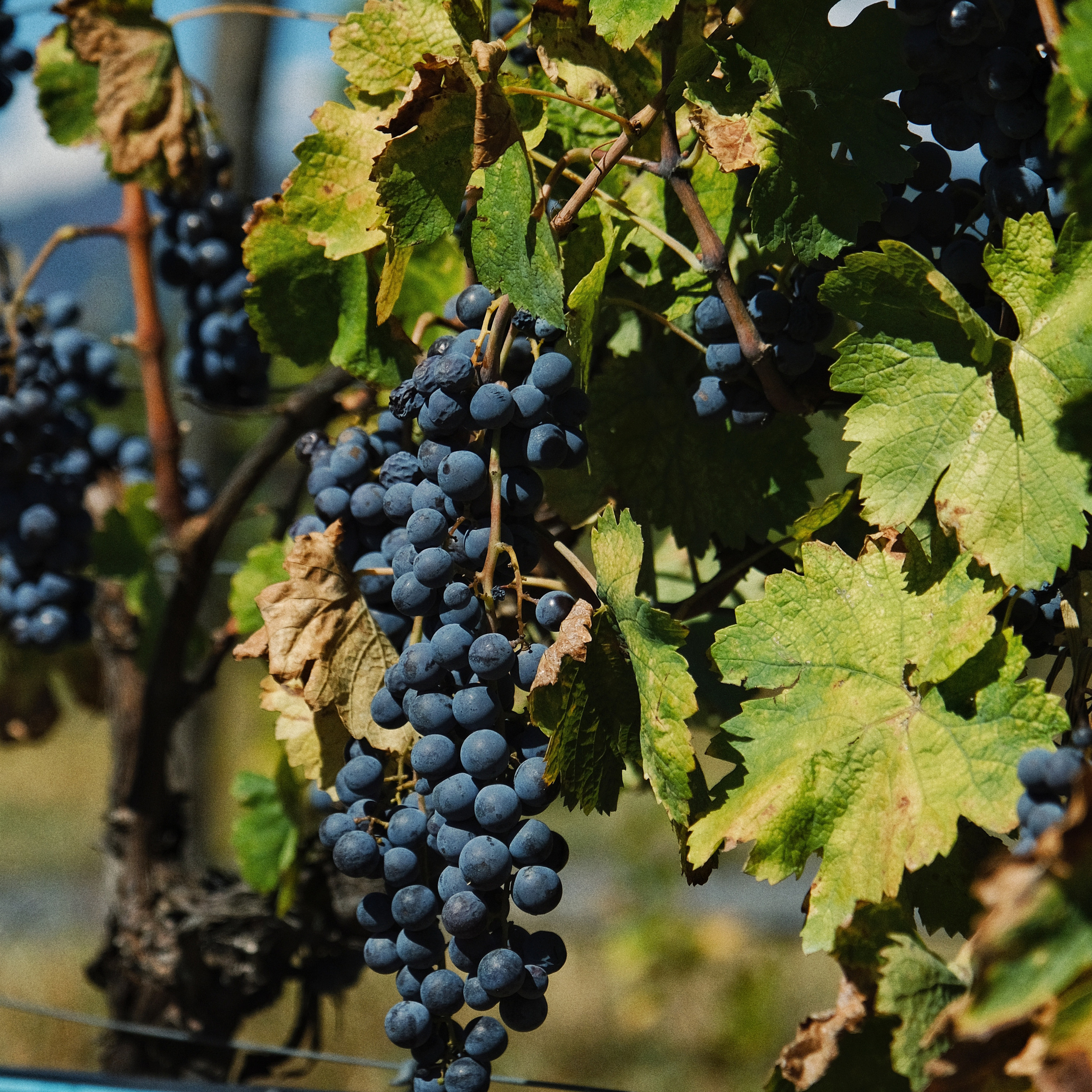 Грузия 2022. Фотограф и видеограф Анна Жагорина