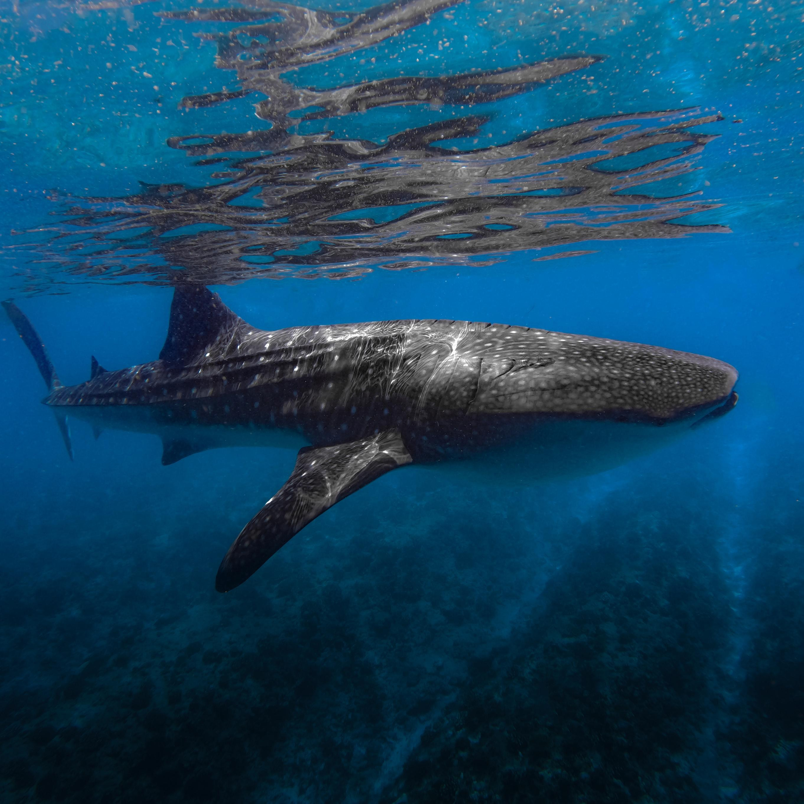 фото съемка на мальдивах