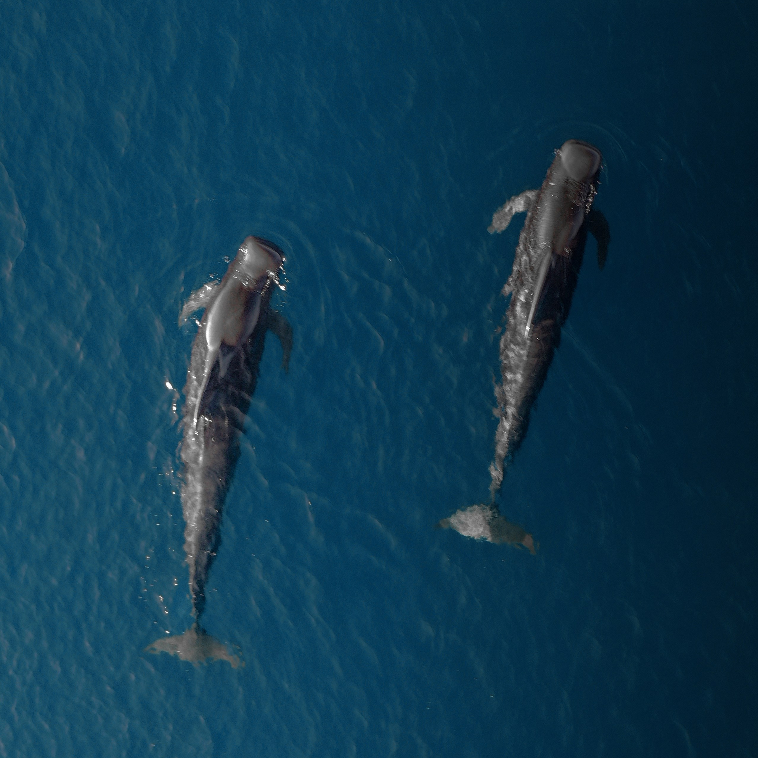 Съемка видео на Мальдивах