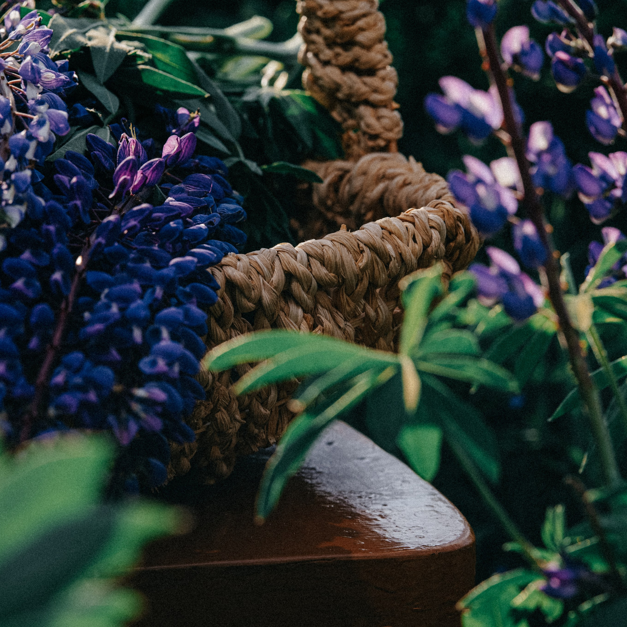 Фотосессия в люпиновом поле. Свадебный и семейный фотограф Виктория Носачёва. Щелково, Москва и МО