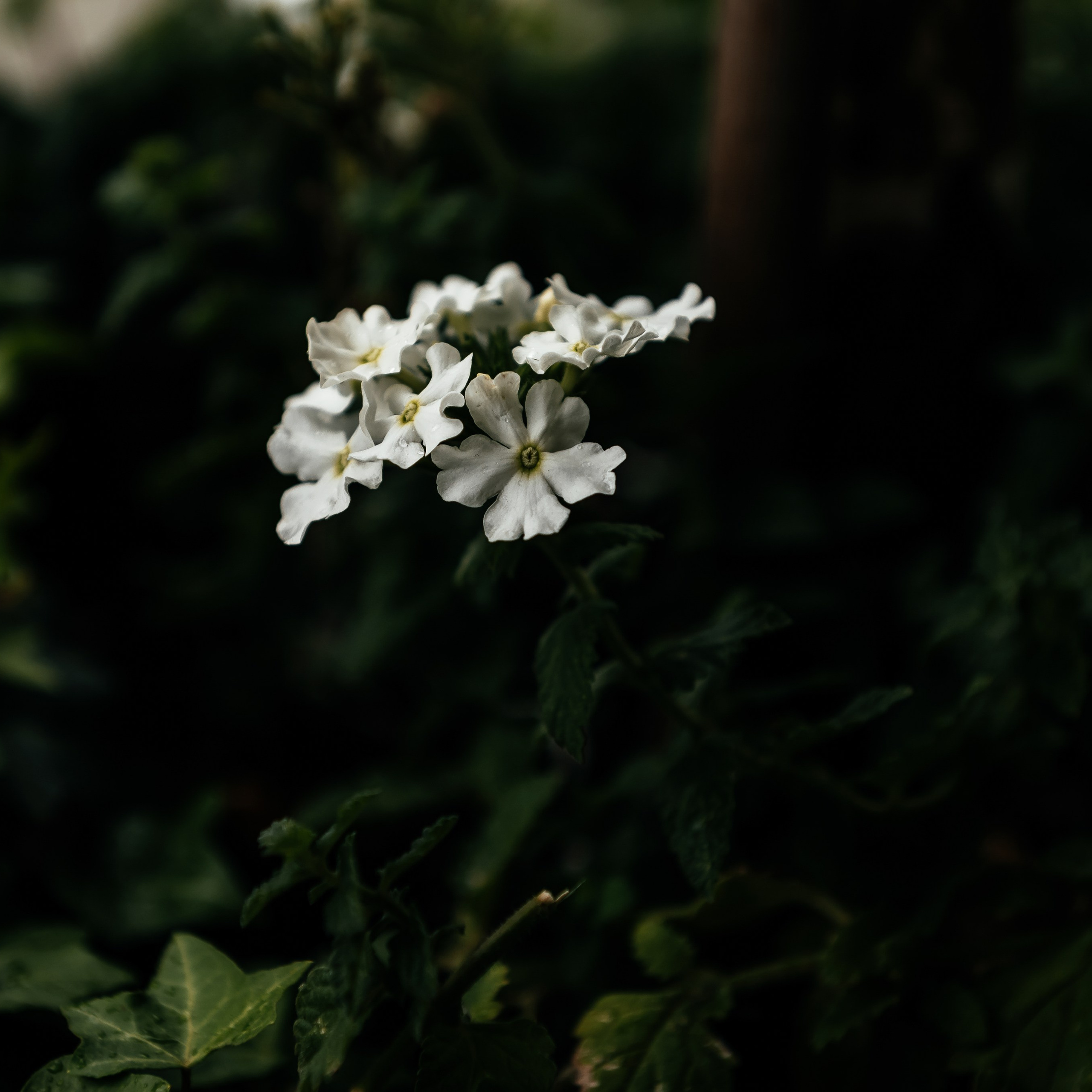 Свадьба в Москве. Места для фотосессии. Свадебный и семейный фотограф Виктория Носачёва. Щелково, Москва и МО