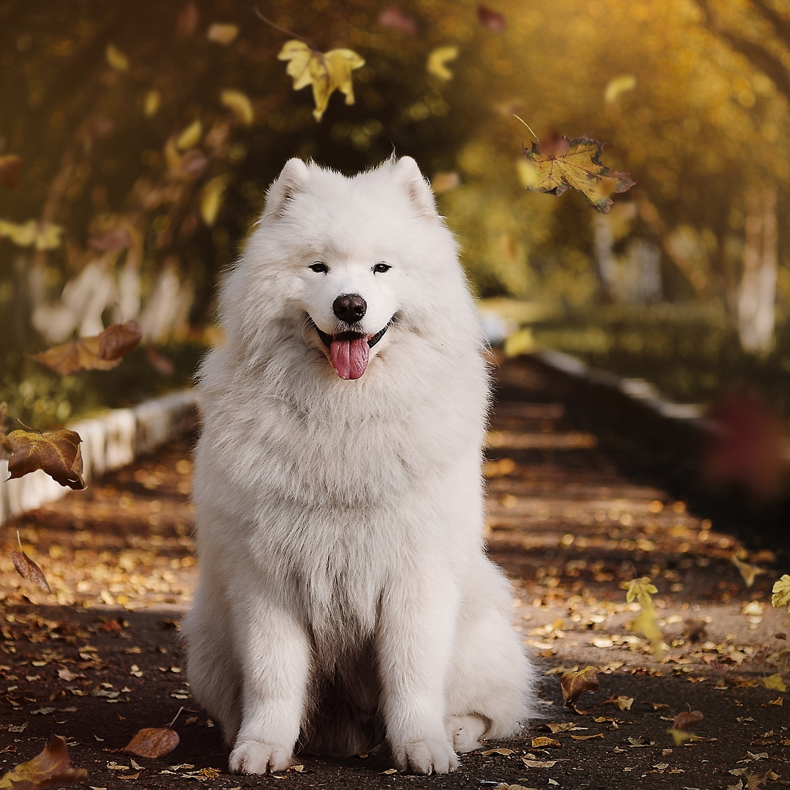 Самоеды Ижевск Скай и Велес