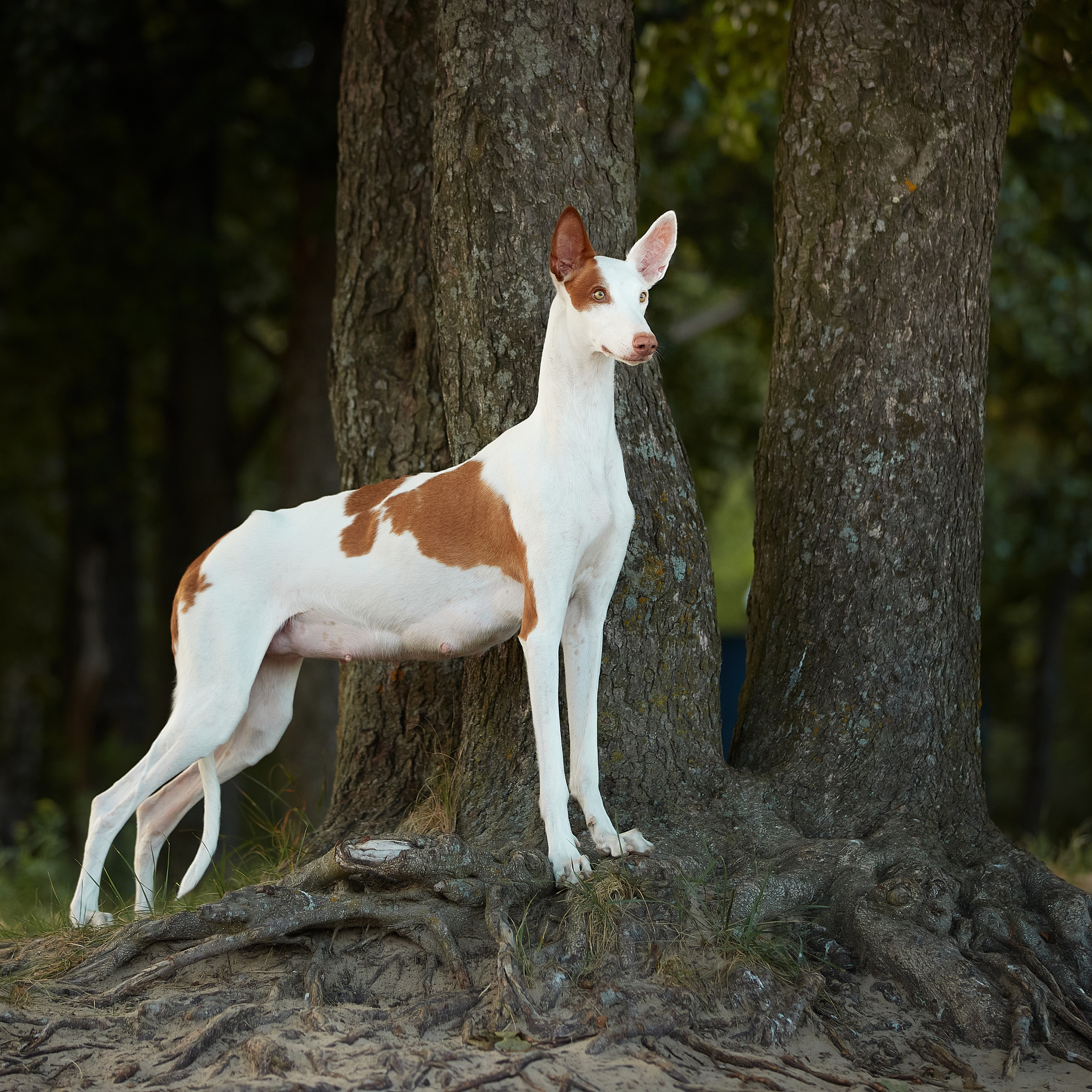 Встречаем рассвет с Байлой. ФОТОГРАФ-АНИМАЛИСТ l LANA POLYAKOVA