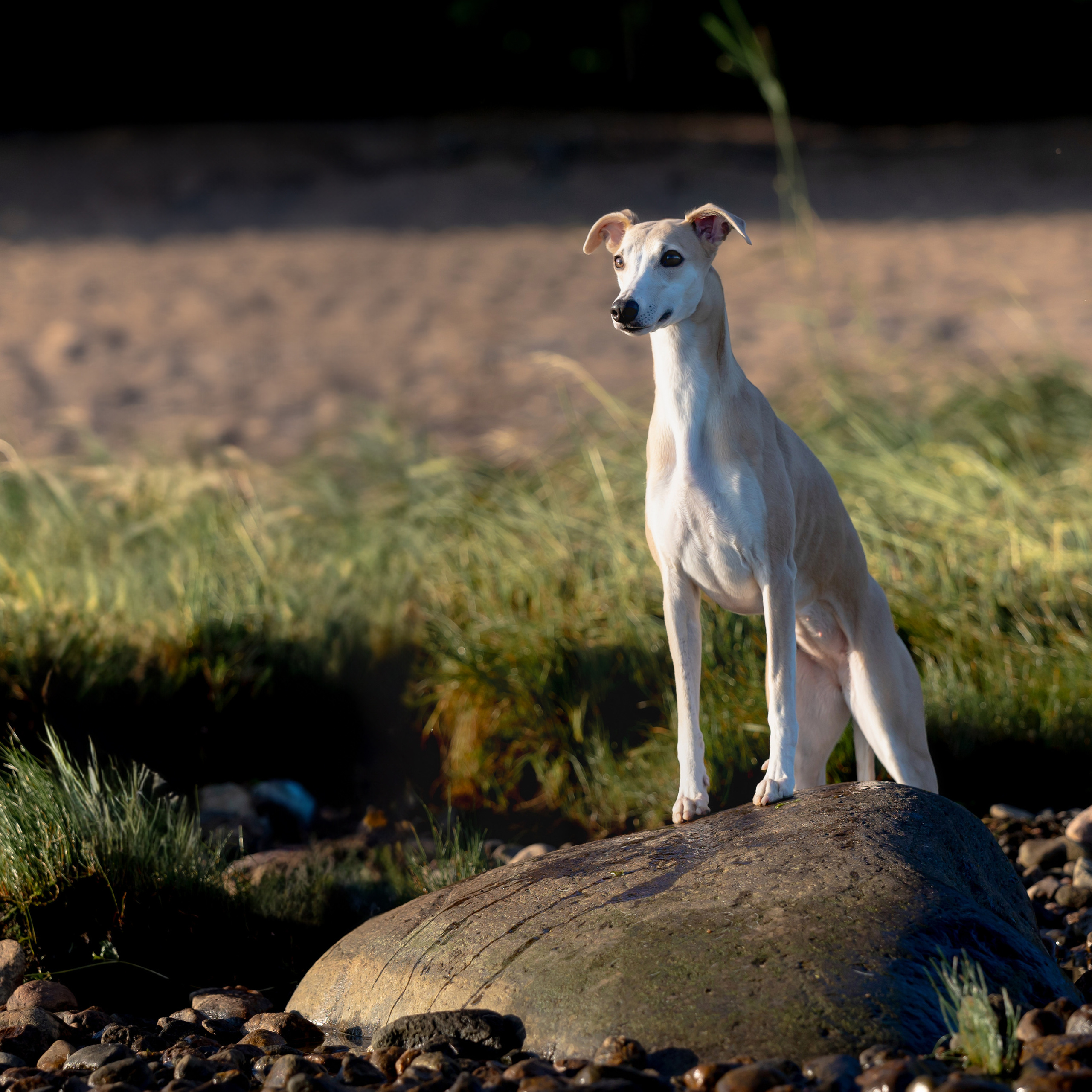 WORK-SHOP 16.07.23 завершён. ФОТОГРАФ-АНИМАЛИСТ l LANA POLYAKOVA