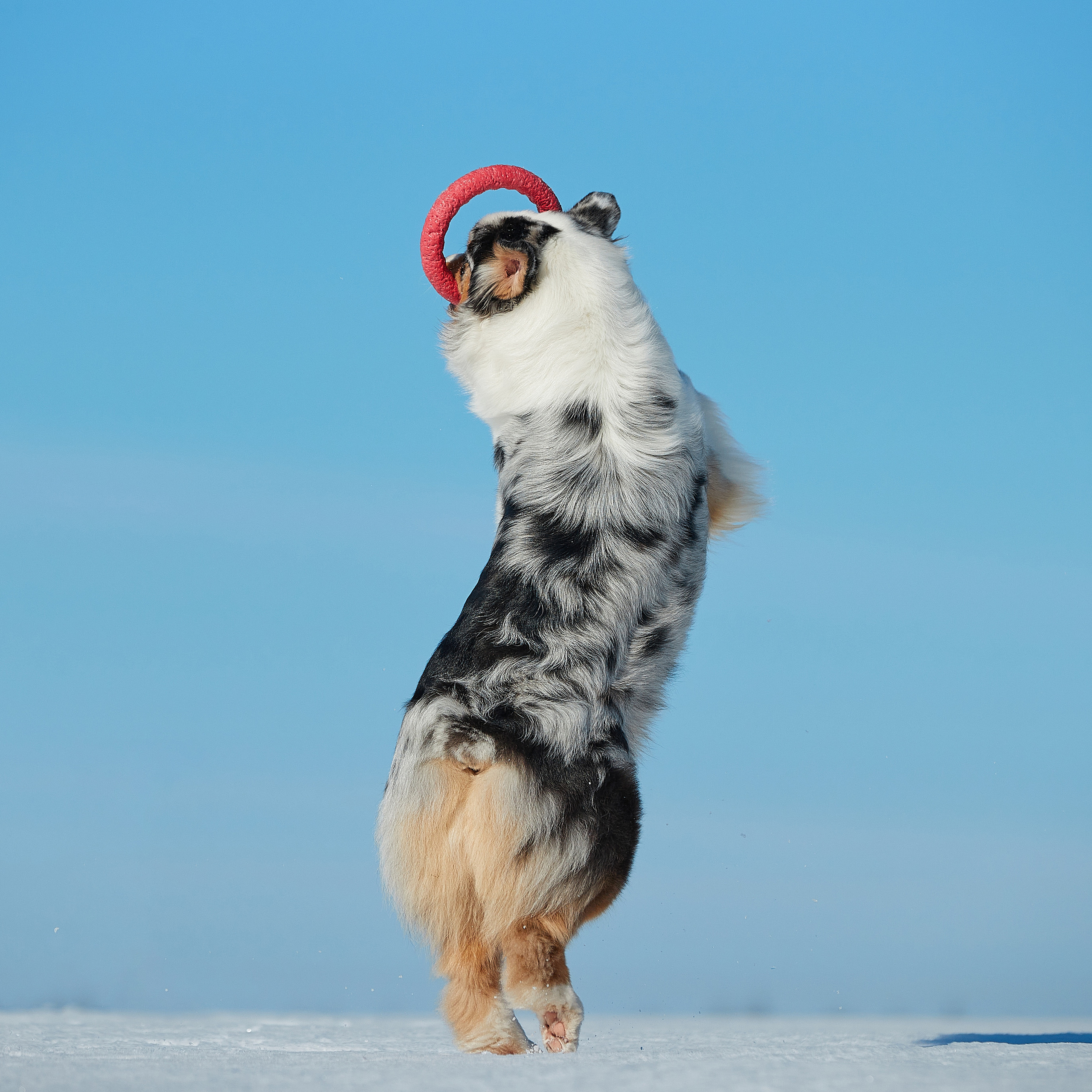 Съешь ещё этих мягких французских булок да выпей чаю. ФОТОГРАФ-АНИМАЛИСТ l LANA POLYAKOVA