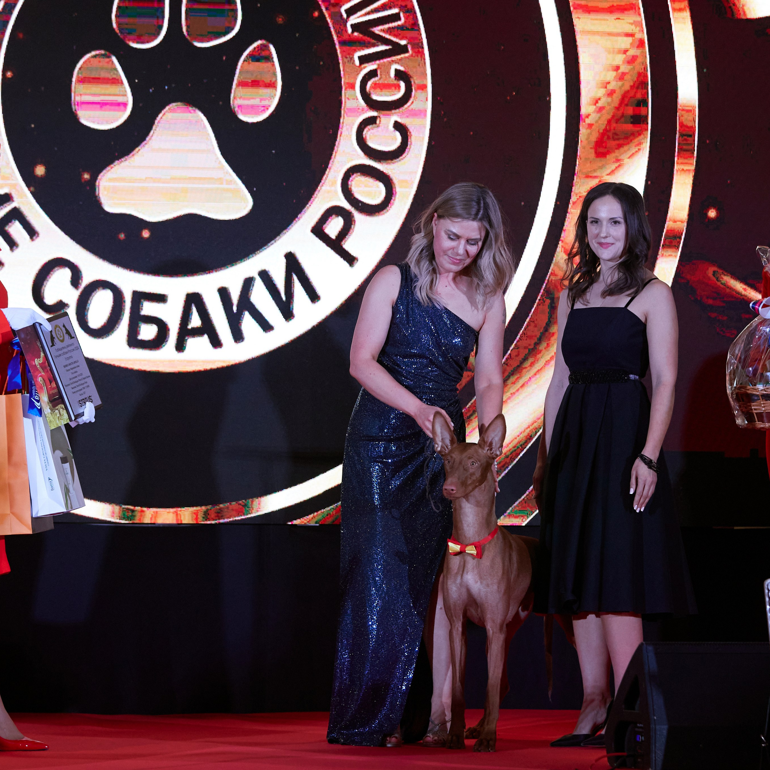 Репортаж с церемонии «BEST RUSSIAN DOG 2024». ФОТОГРАФ-АНИМАЛИСТ l LANA POLYAKOVA