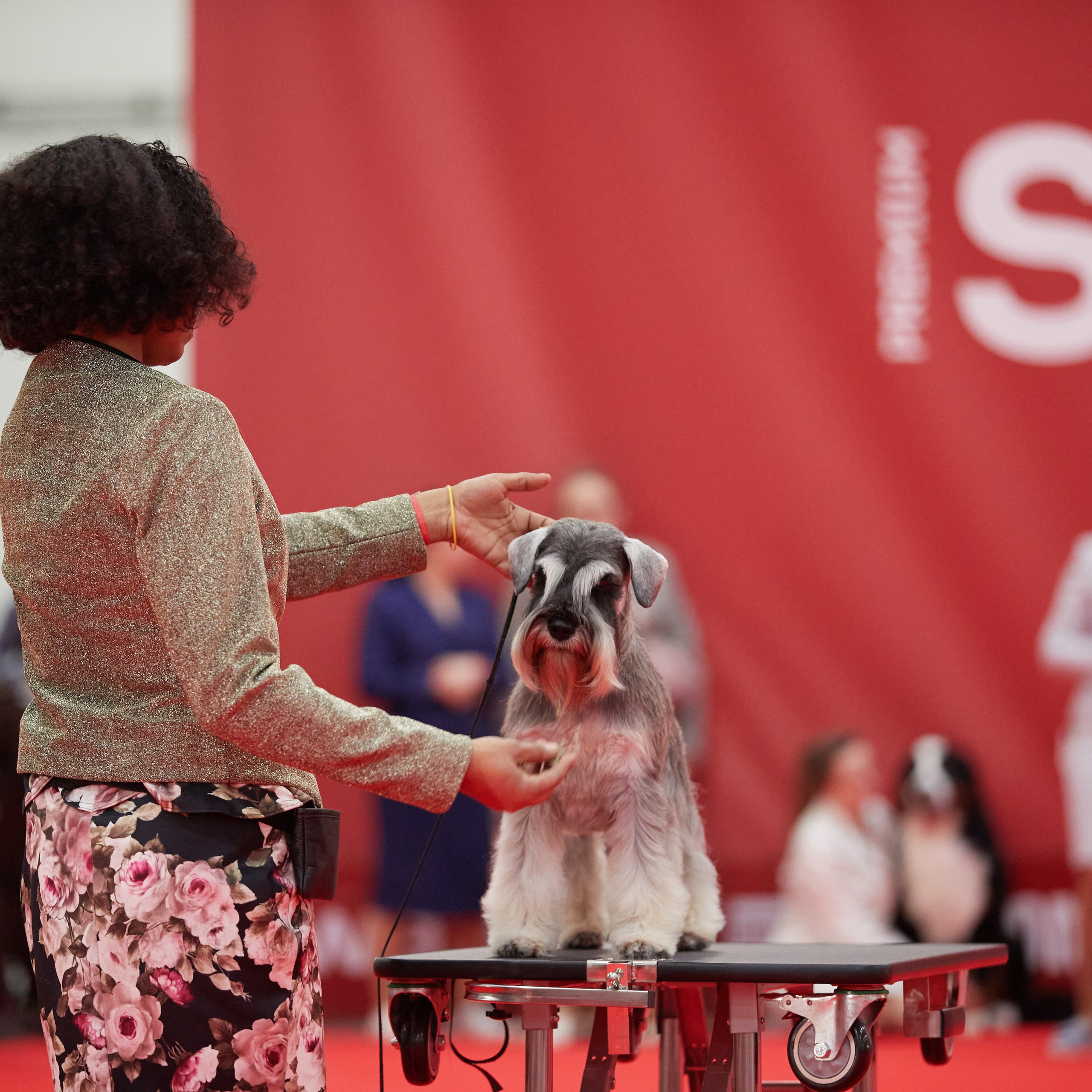 Новое шоу чемпионов «ЛУЧШИЕ СОБАКИ РОССИИ». ФОТОГРАФ-АНИМАЛИСТ l LANA POLYAKOVA