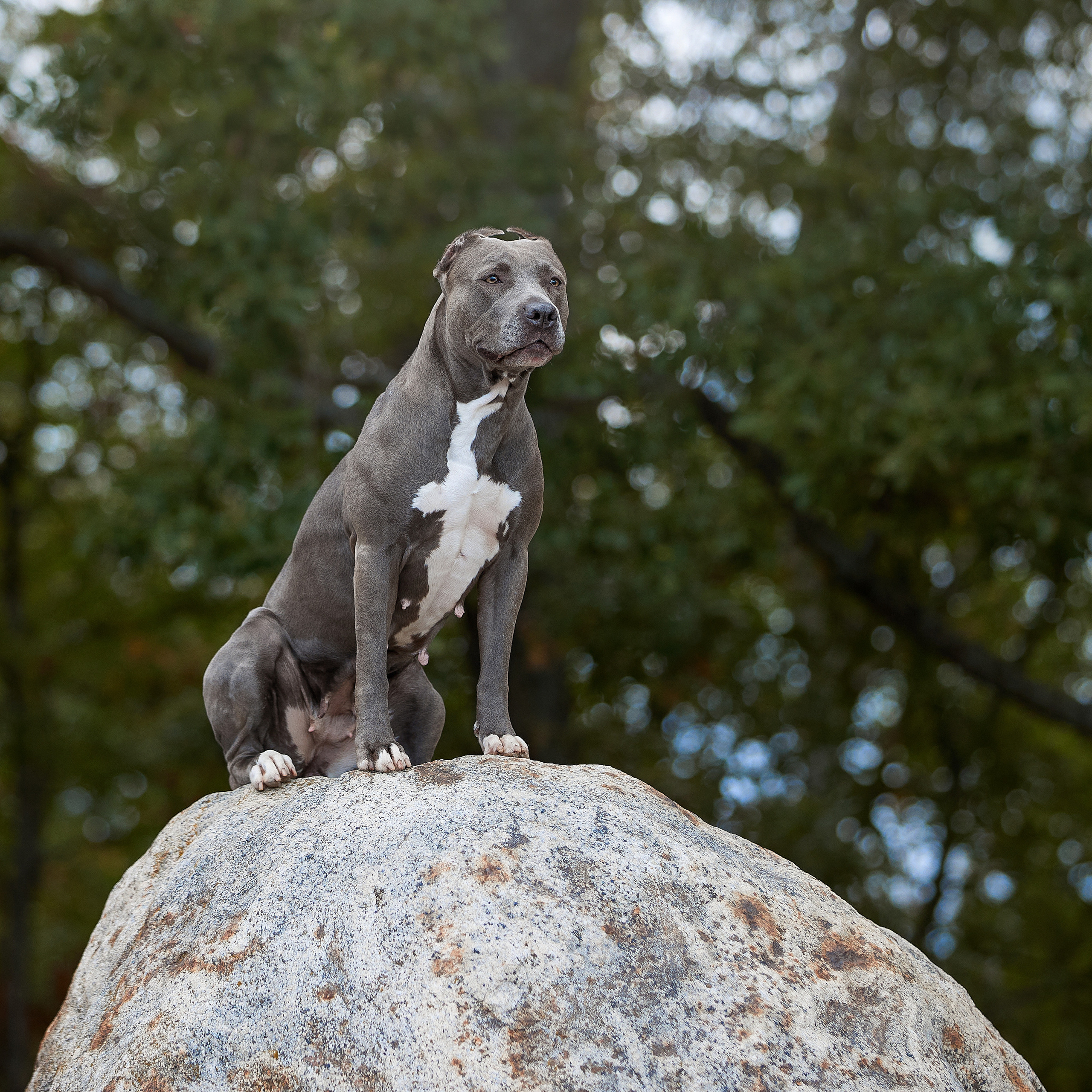 Есть такая порода. Прайтер. ФОТОГРАФ-АНИМАЛИСТ l LANA POLYAKOVA