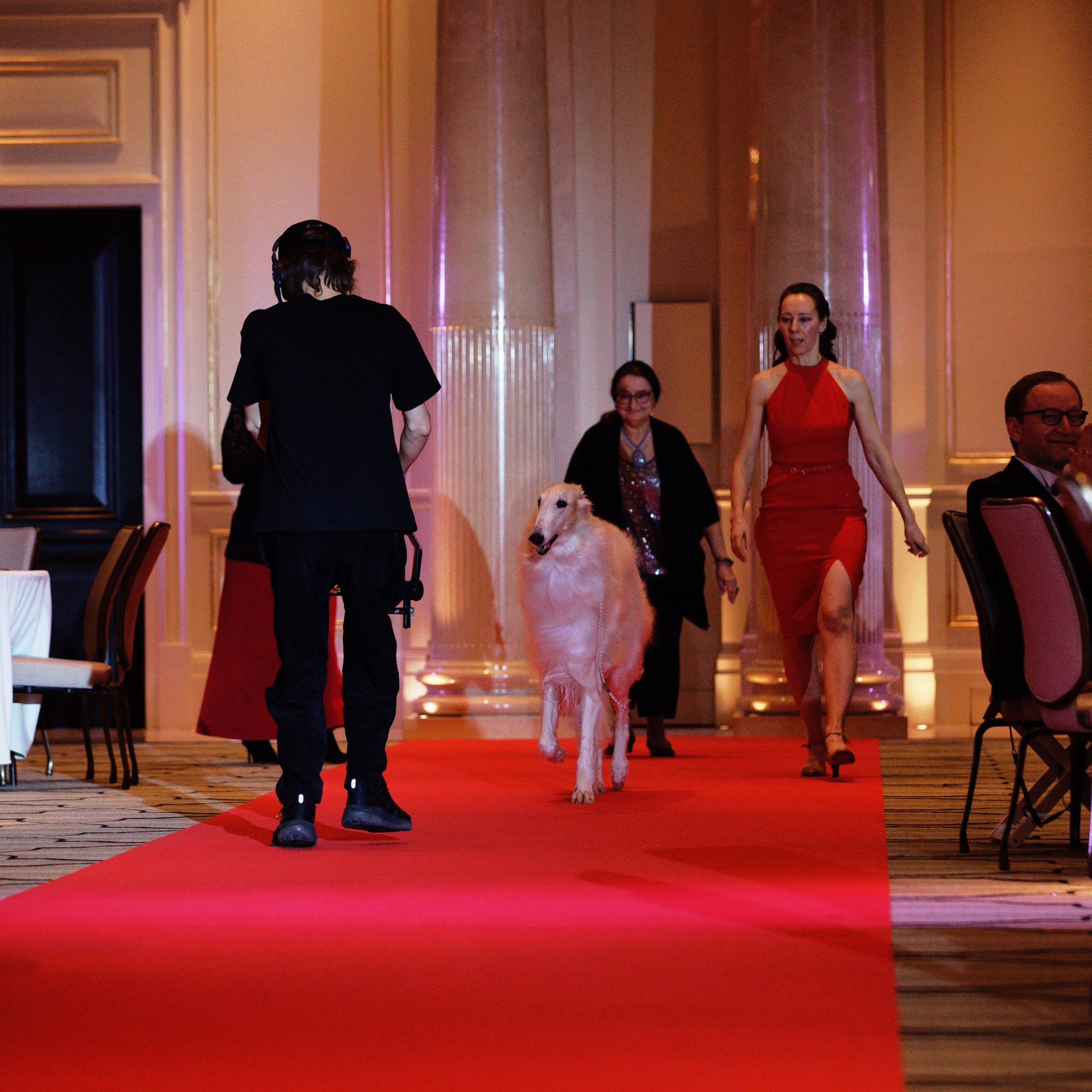 Репортаж с церемонии «BEST RUSSIAN DOG 2024». ФОТОГРАФ-АНИМАЛИСТ l LANA POLYAKOVA