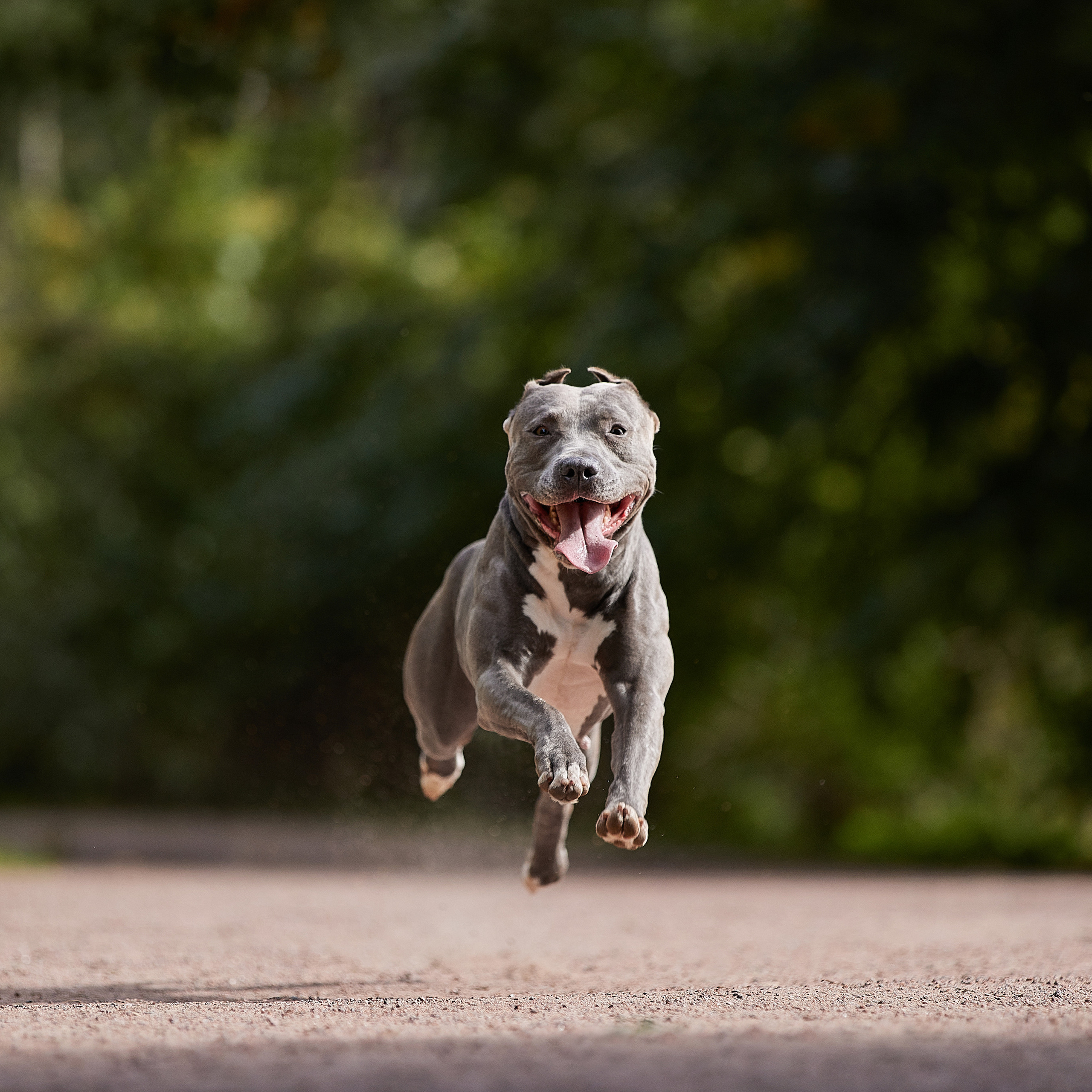 Есть такая порода. Прайтер. ФОТОГРАФ-АНИМАЛИСТ l LANA POLYAKOVA