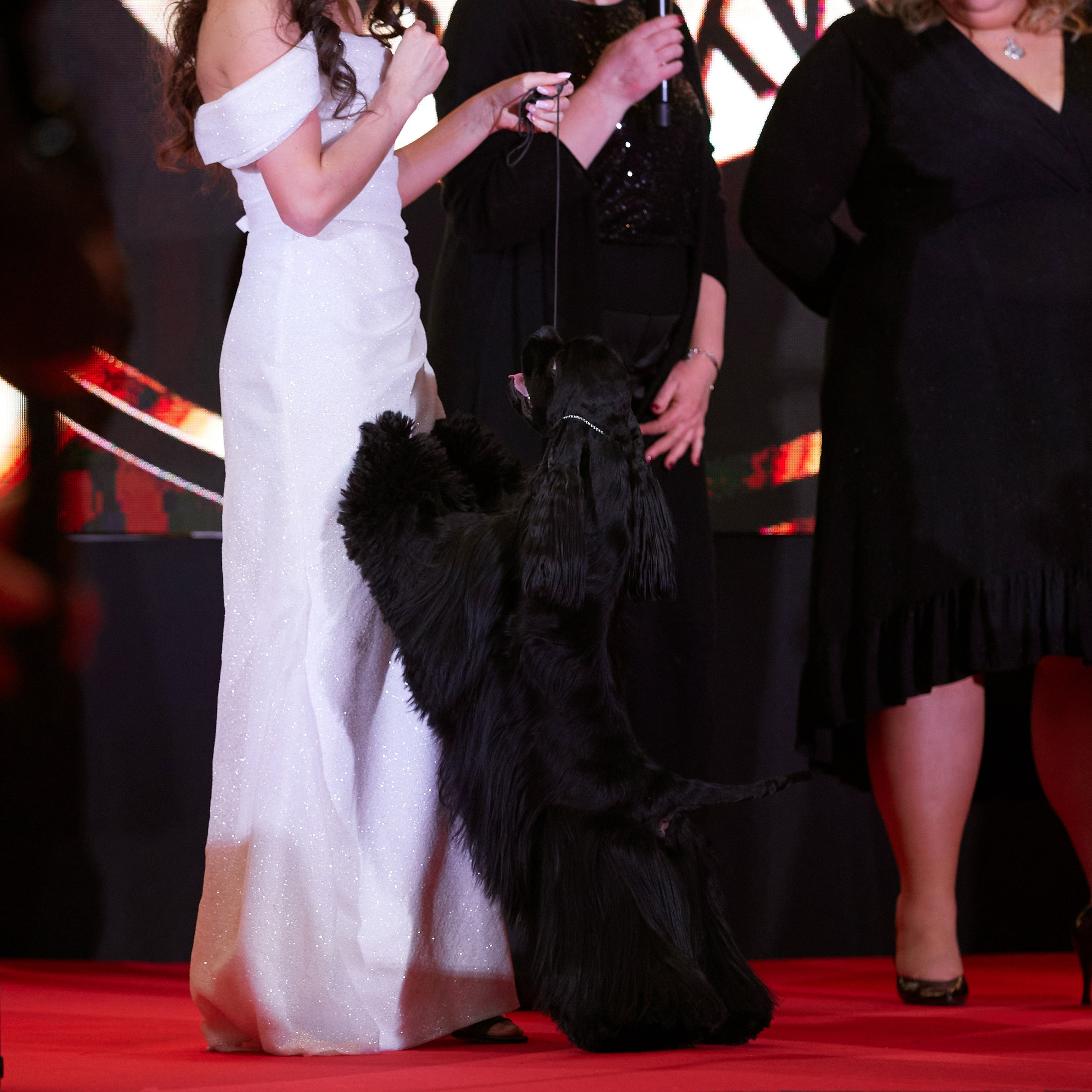 Репортаж с церемонии «BEST RUSSIAN DOG 2024». ФОТОГРАФ-АНИМАЛИСТ l LANA POLYAKOVA