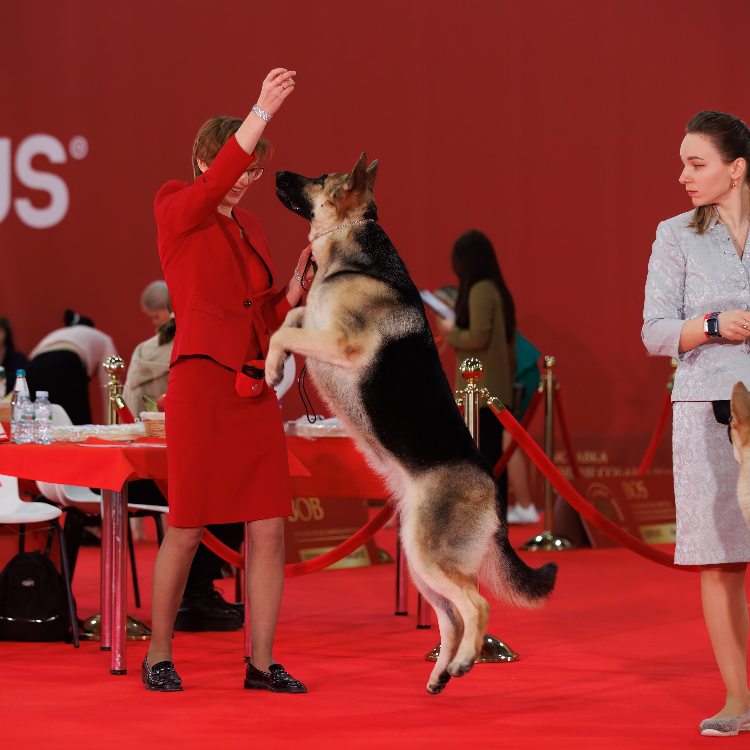 Новое шоу чемпионов «ЛУЧШИЕ СОБАКИ РОССИИ». ФОТОГРАФ-АНИМАЛИСТ l LANA POLYAKOVA