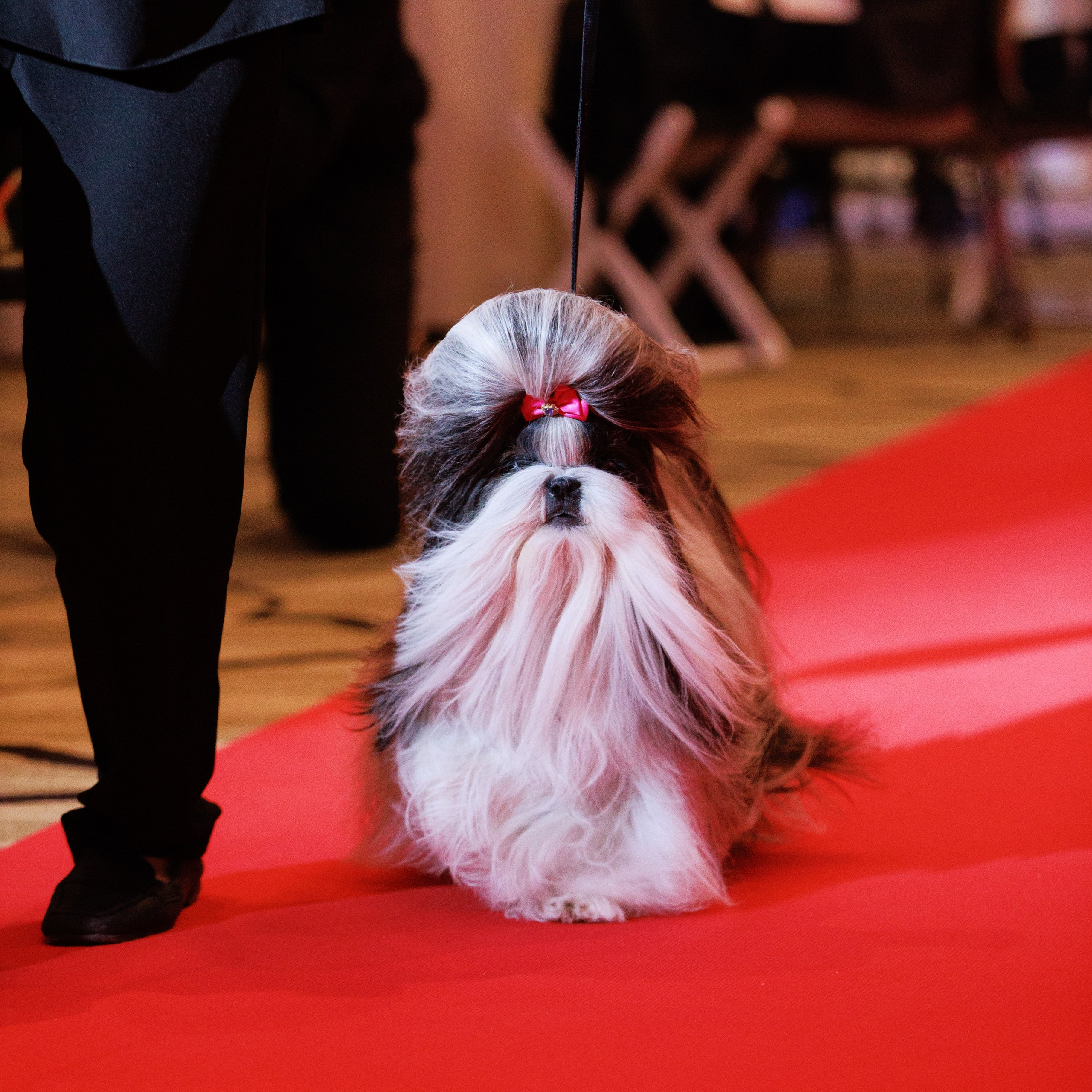 Репортаж с церемонии «BEST RUSSIAN DOG 2024». ФОТОГРАФ-АНИМАЛИСТ l LANA POLYAKOVA