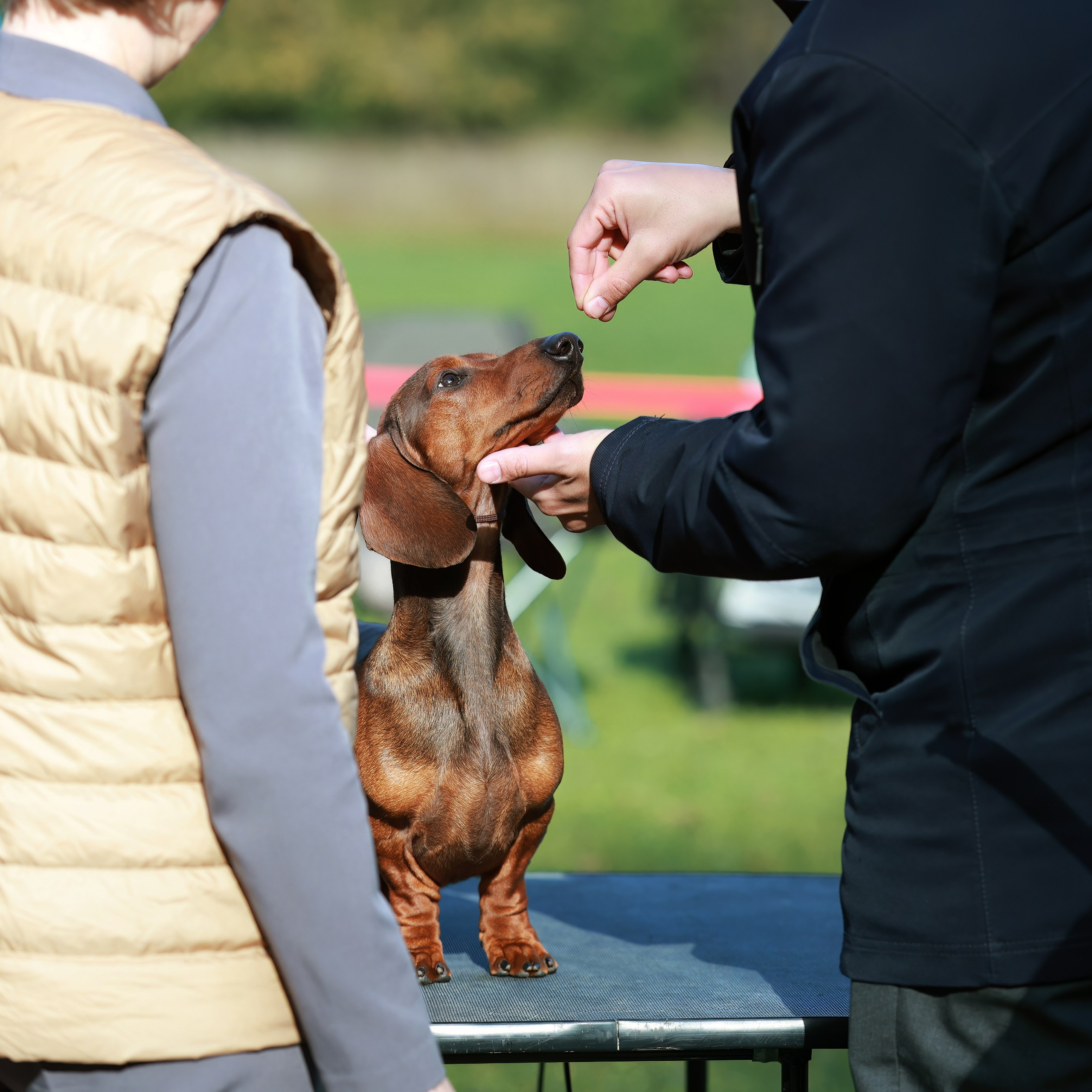 27-28.09.2025 ВЫСТАВКИ СОБАК ВСЕХ ПОРОД (САС, ЧРКФ, ЧФ). ФОТОГРАФ-АНИМАЛИСТ l LANA POLYAKOVA