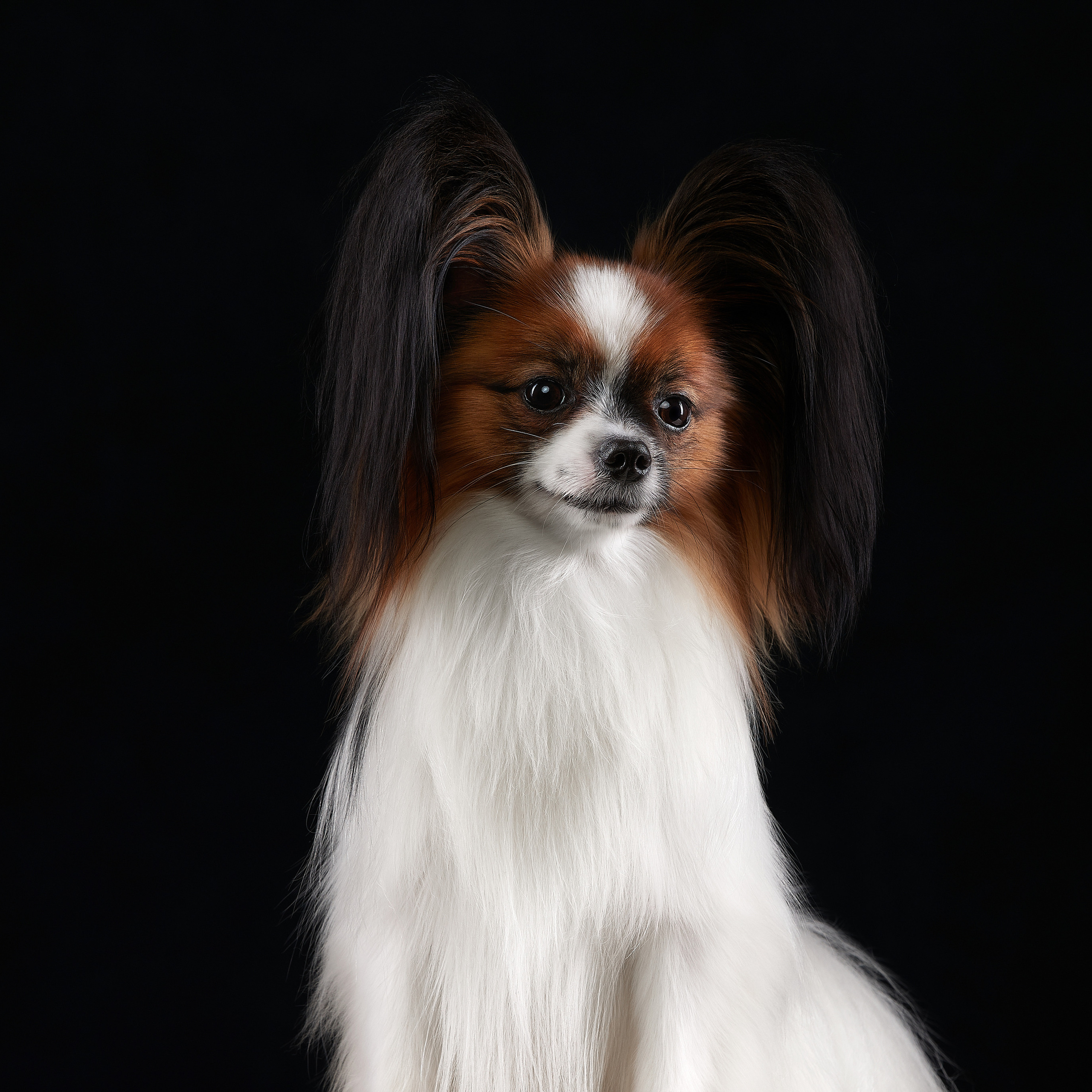 Без лишних слов. Семён. ФОТОГРАФ-АНИМАЛИСТ l LANA POLYAKOVA