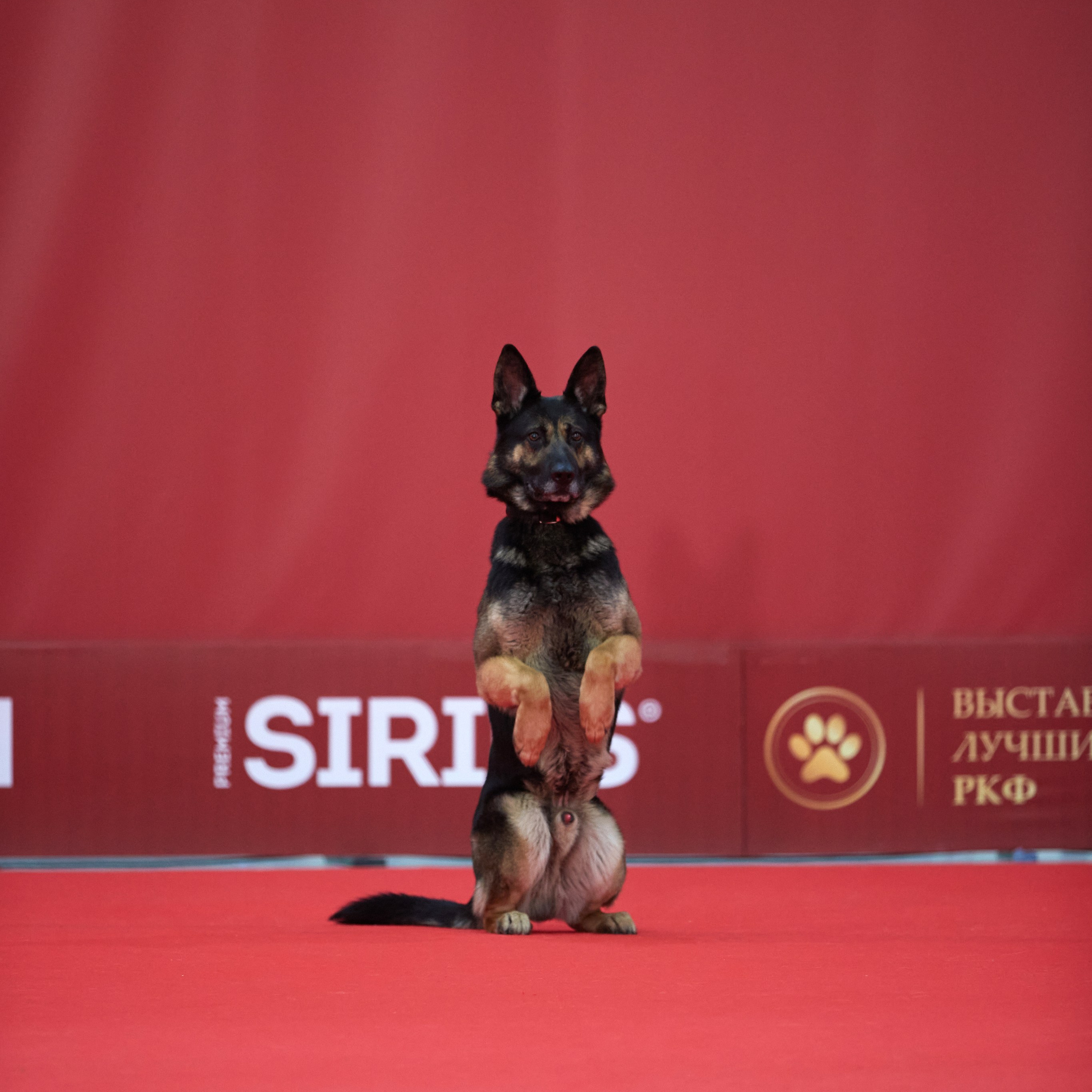 Новое шоу чемпионов «ЛУЧШИЕ СОБАКИ РОССИИ». ФОТОГРАФ-АНИМАЛИСТ l LANA POLYAKOVA