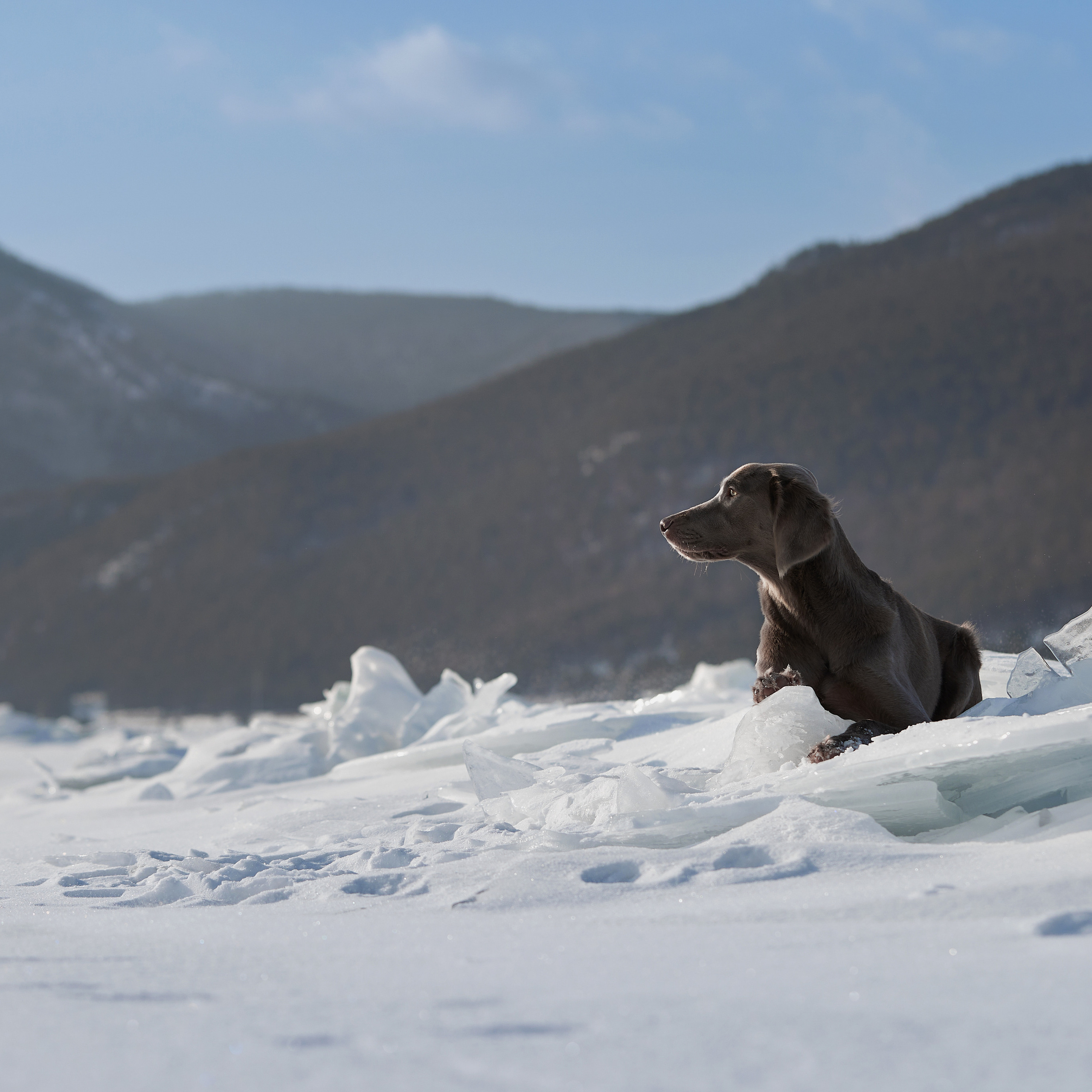 Зимний Workshop и фотосъемки на Байкале. ФОТОГРАФ-АНИМАЛИСТ l LANA POLYAKOVA